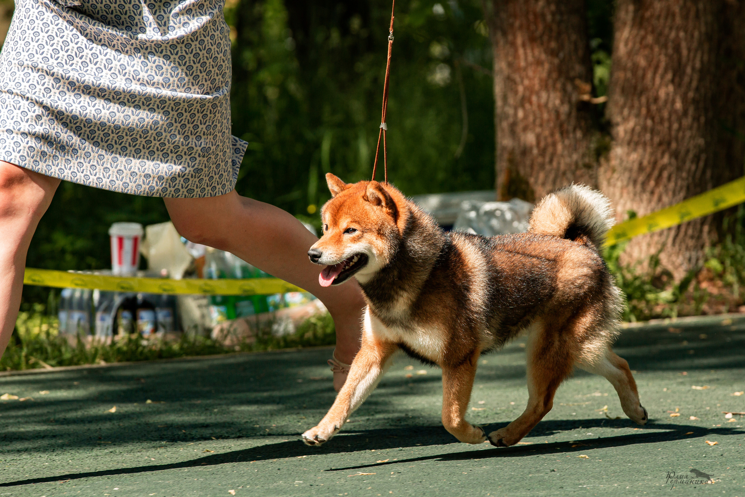 Сергиев Посад 2хСАС 25.06.2022. Фотограф-анималист Юлия Германика