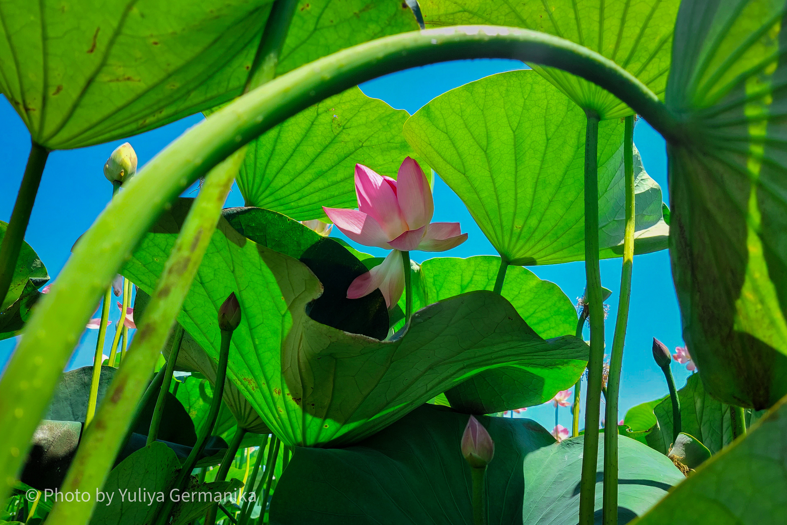 Разные фото на телефон.Города,природа. Фотограф-анималист Юлия Германика