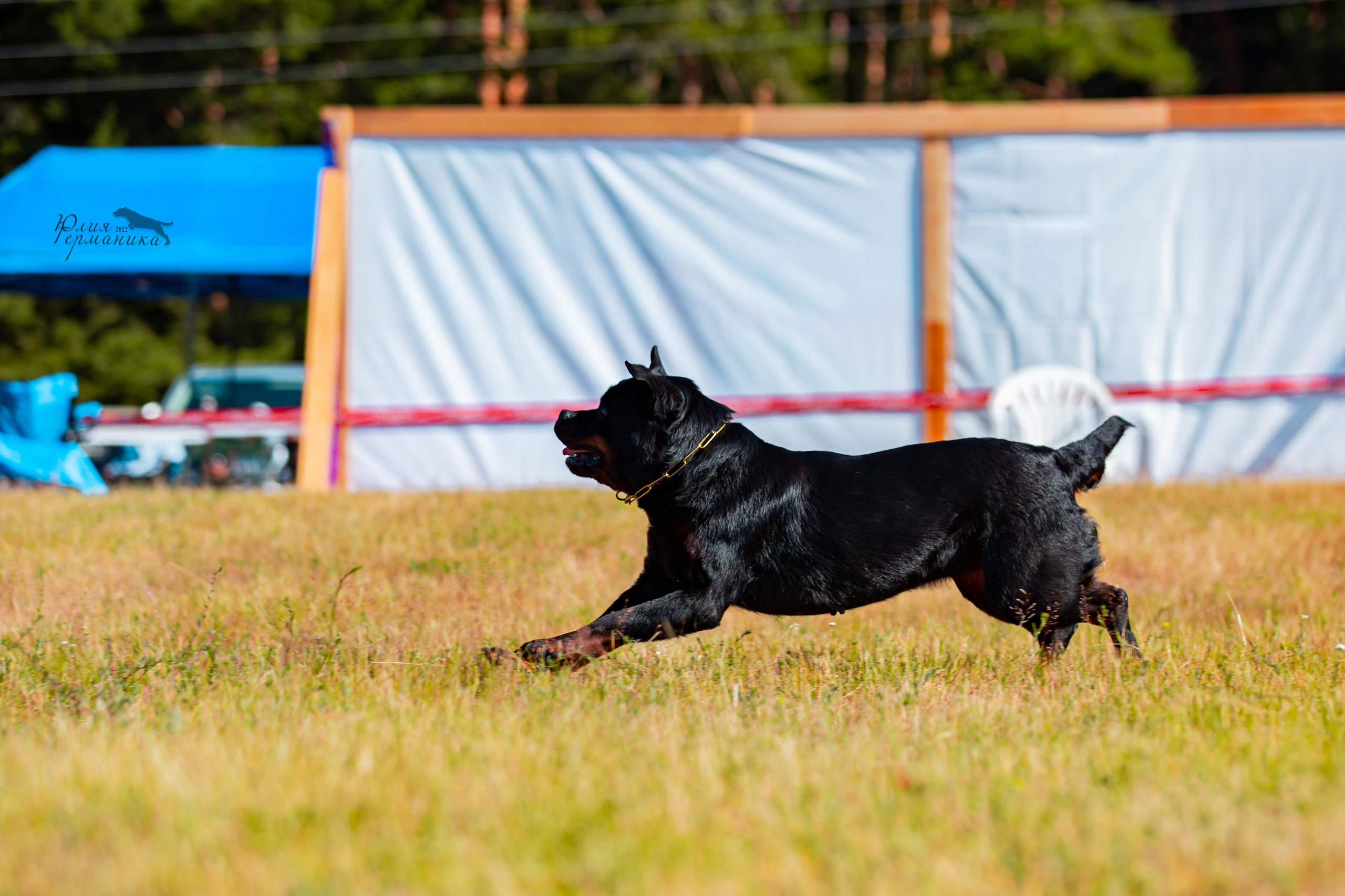 Тверь моно ротвейлеров 2-3.07.2022. Фотограф-анималист Юлия Германика