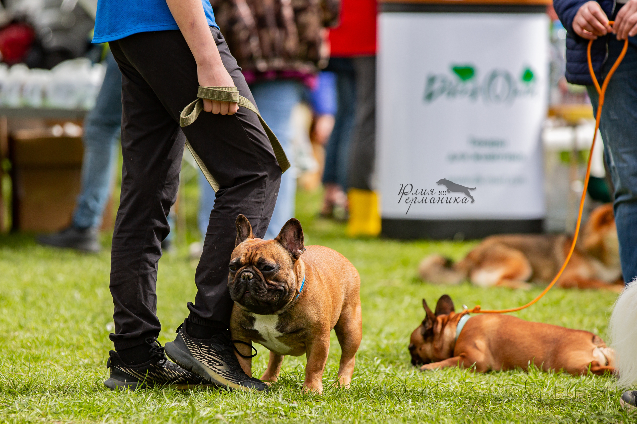 Пушкино 2хЧРКФ 14 мая 2022. Фотограф-анималист Юлия Германика