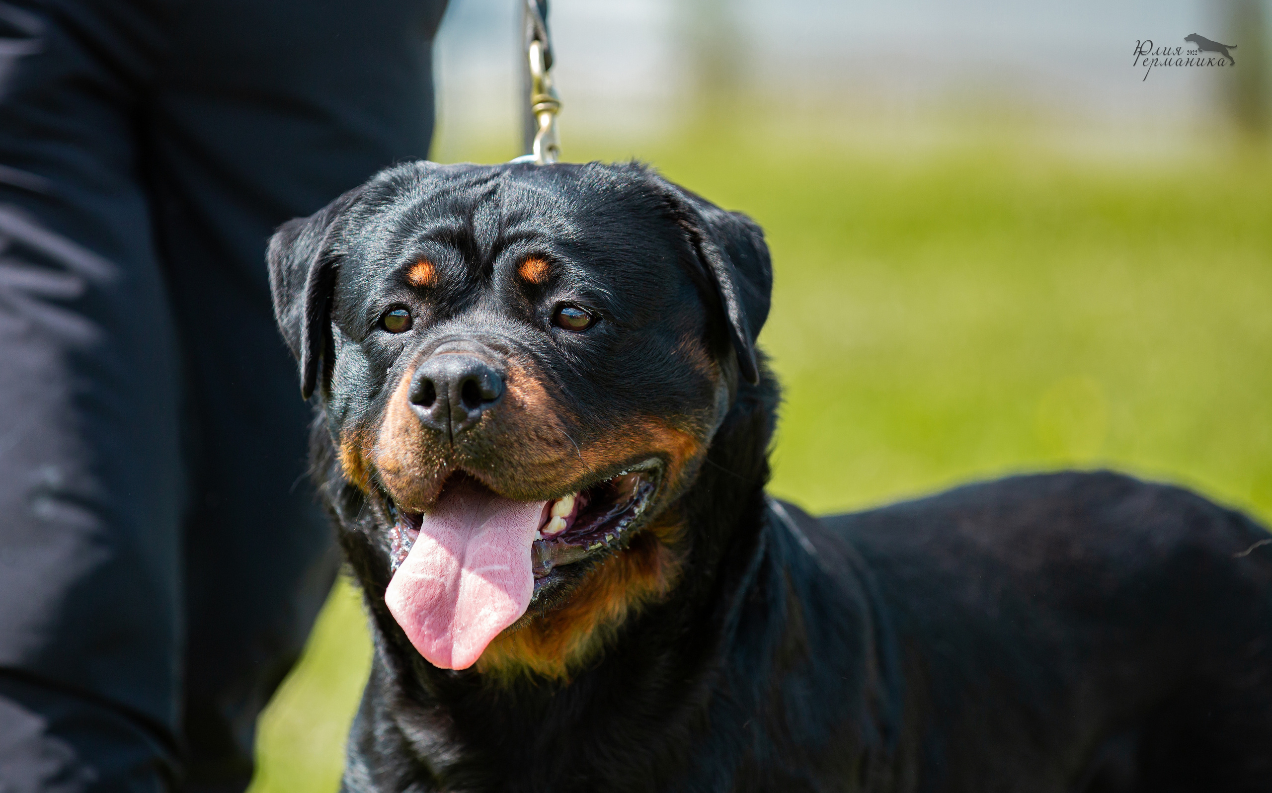 Нижний Новгород моно ротвейлеров 4 июня 2022. Фотограф-анималист Юлия Германика