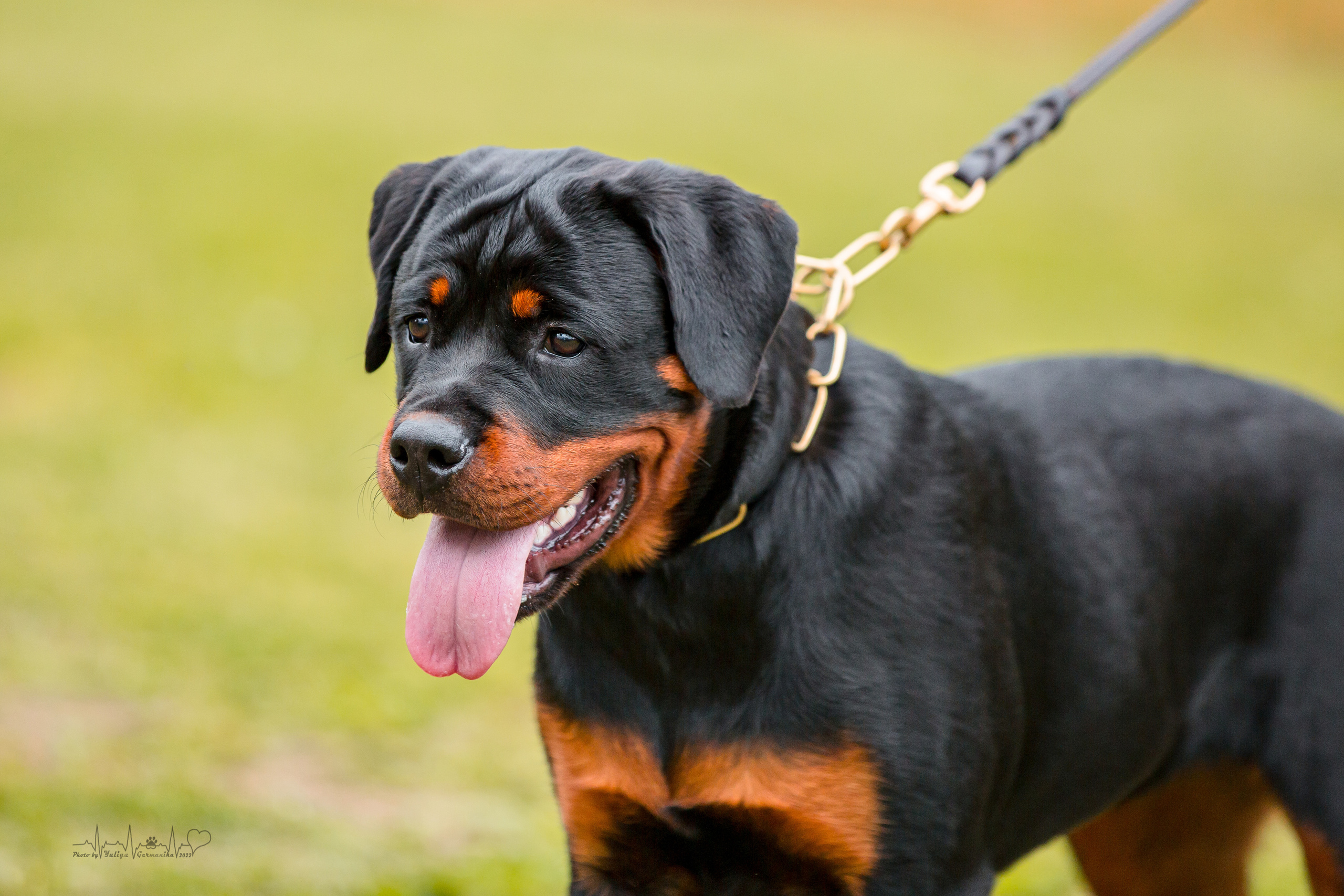 Санкт-Петербург моно ротвейлеров 23.07.2022. Фотограф-анималист Юлия Германика