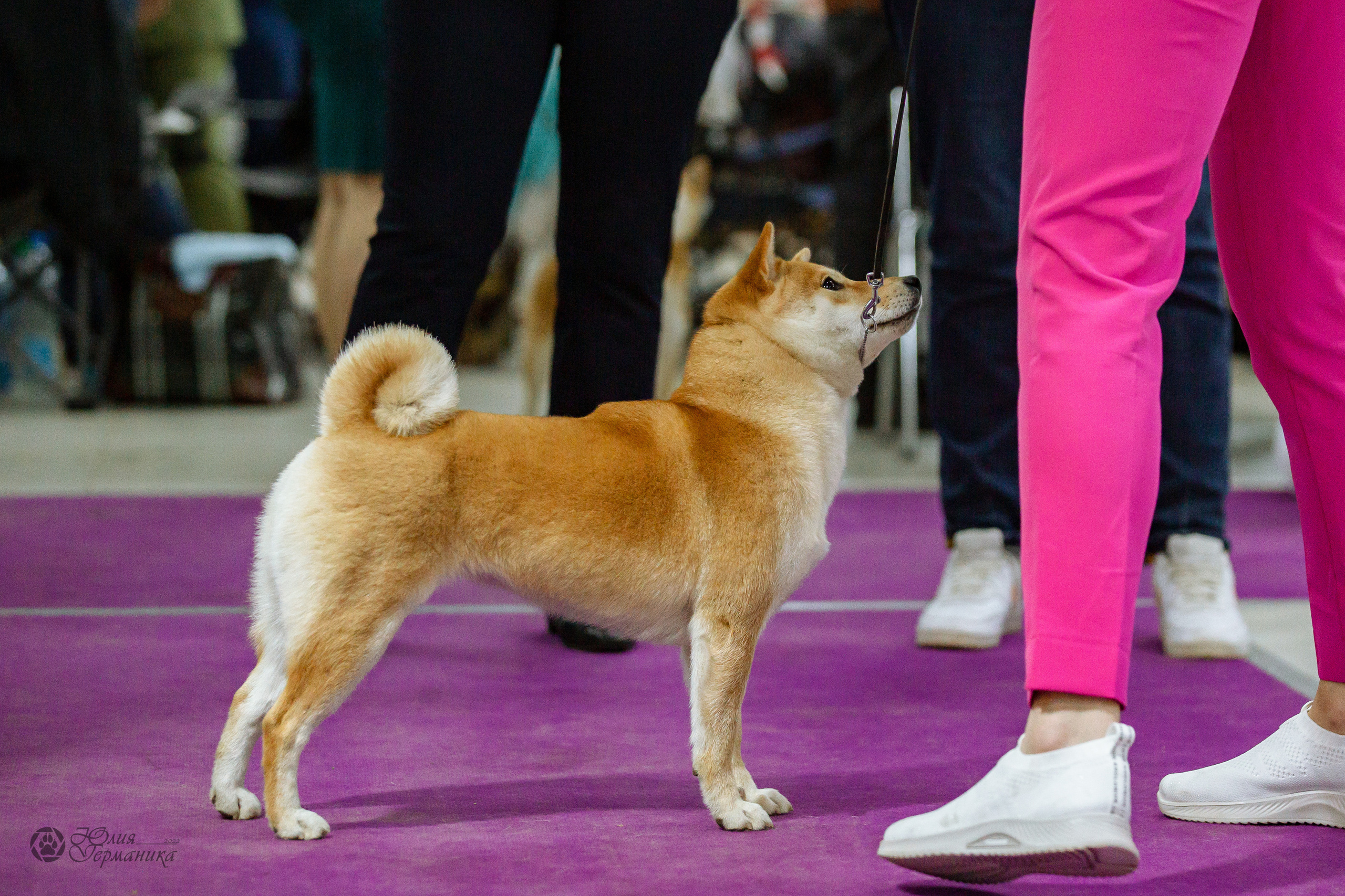 Чайна-Таун 16-17 апреля 2022. Фотограф-анималист Юлия Германика