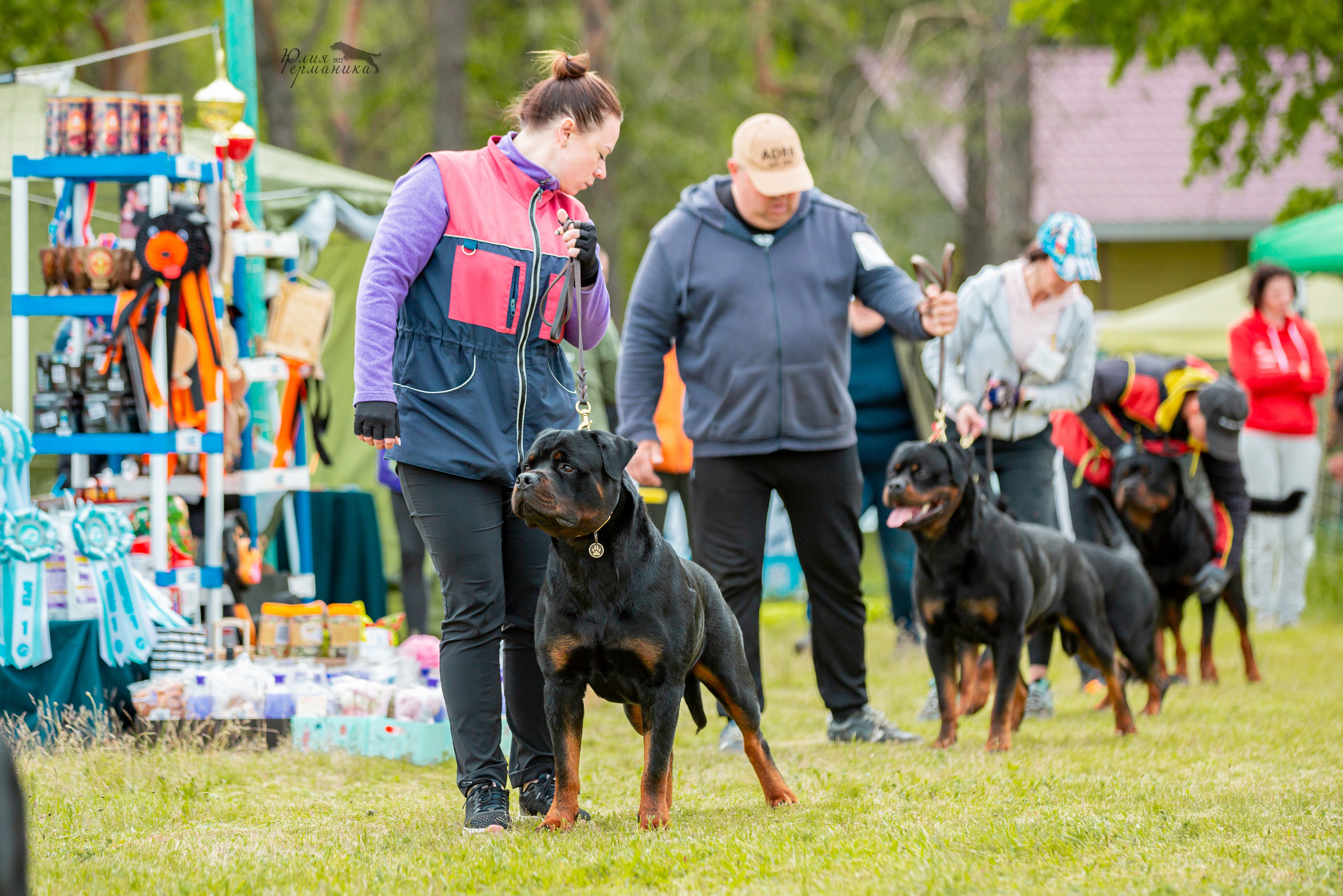 Воронеж моно ротвейлеров 28-29 мая 2022. Фотограф-анималист Юлия Германика