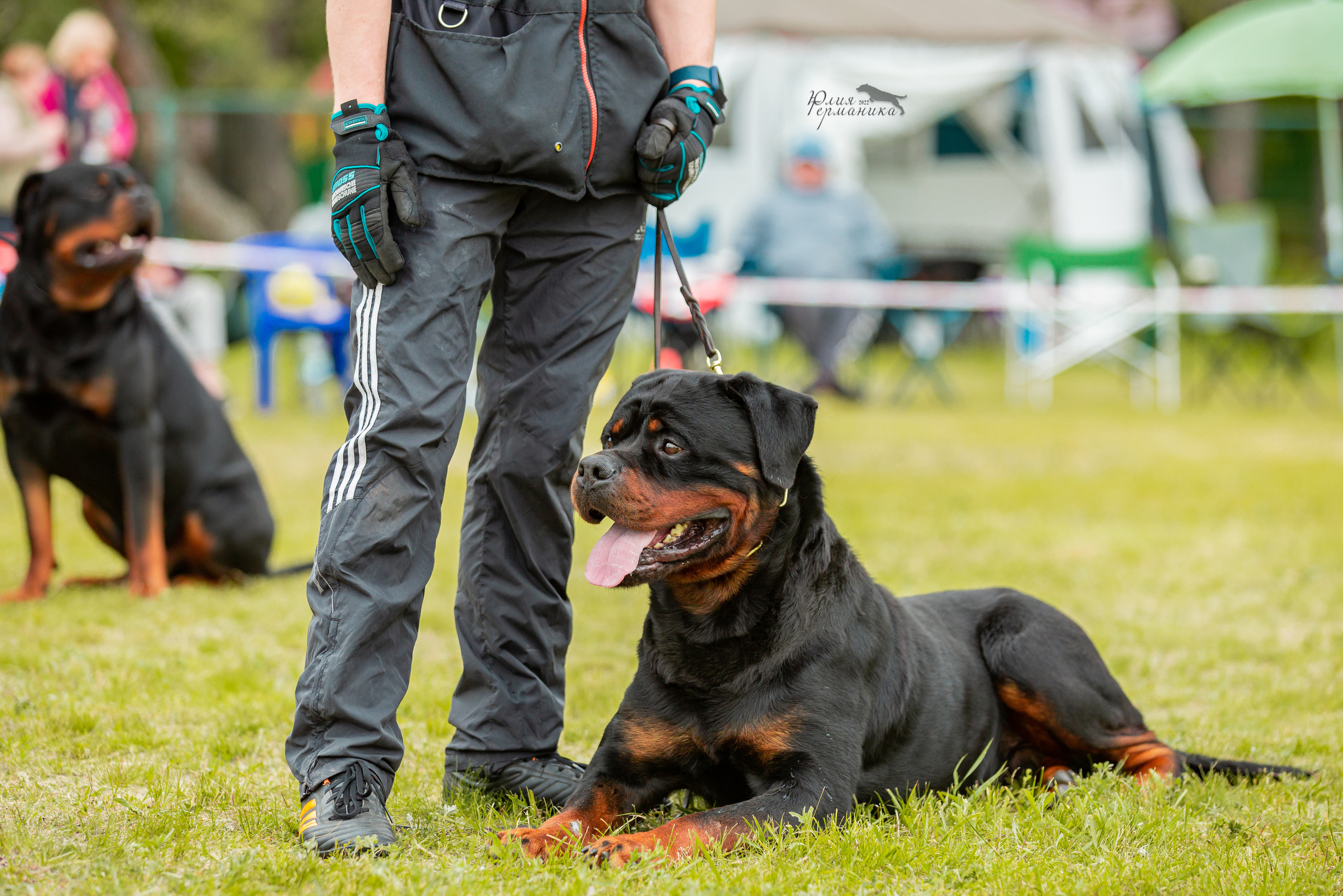 Воронеж моно ротвейлеров 28-29 мая 2022. Фотограф-анималист Юлия Германика