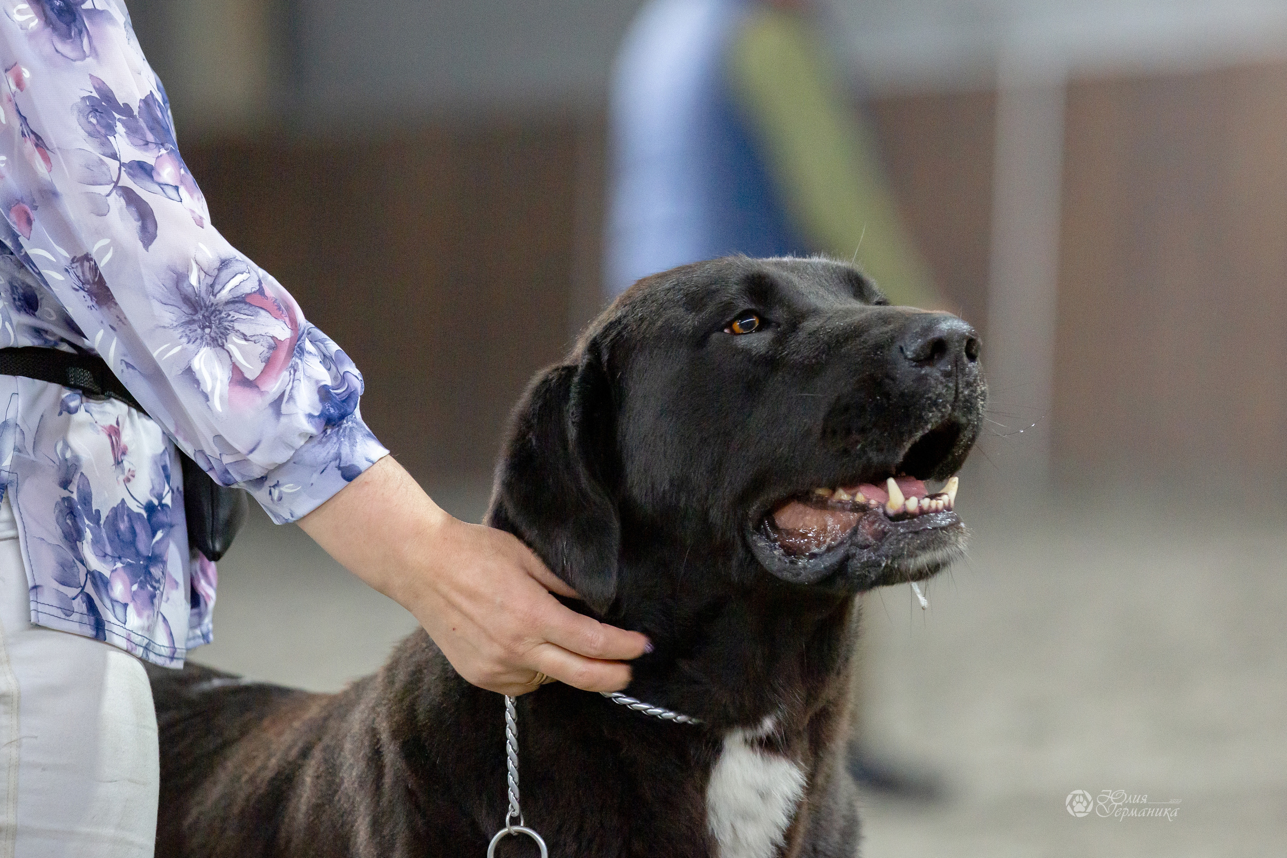 Националка САО+КЧК 24 апреля 2022. Фотограф-анималист Юлия Германика