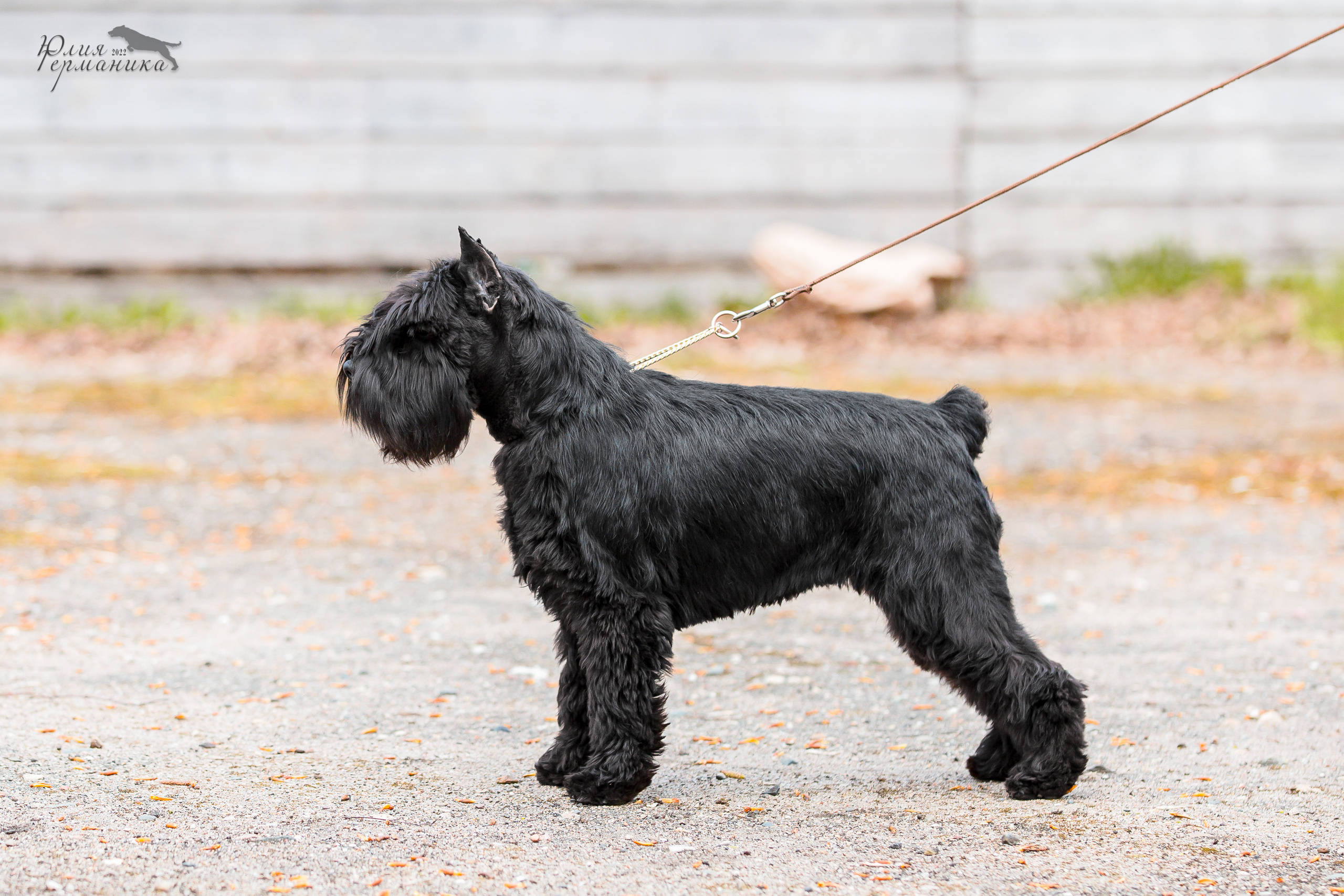 Александров 2хСАС 8 мая 2022. Фотограф-анималист Юлия Германика