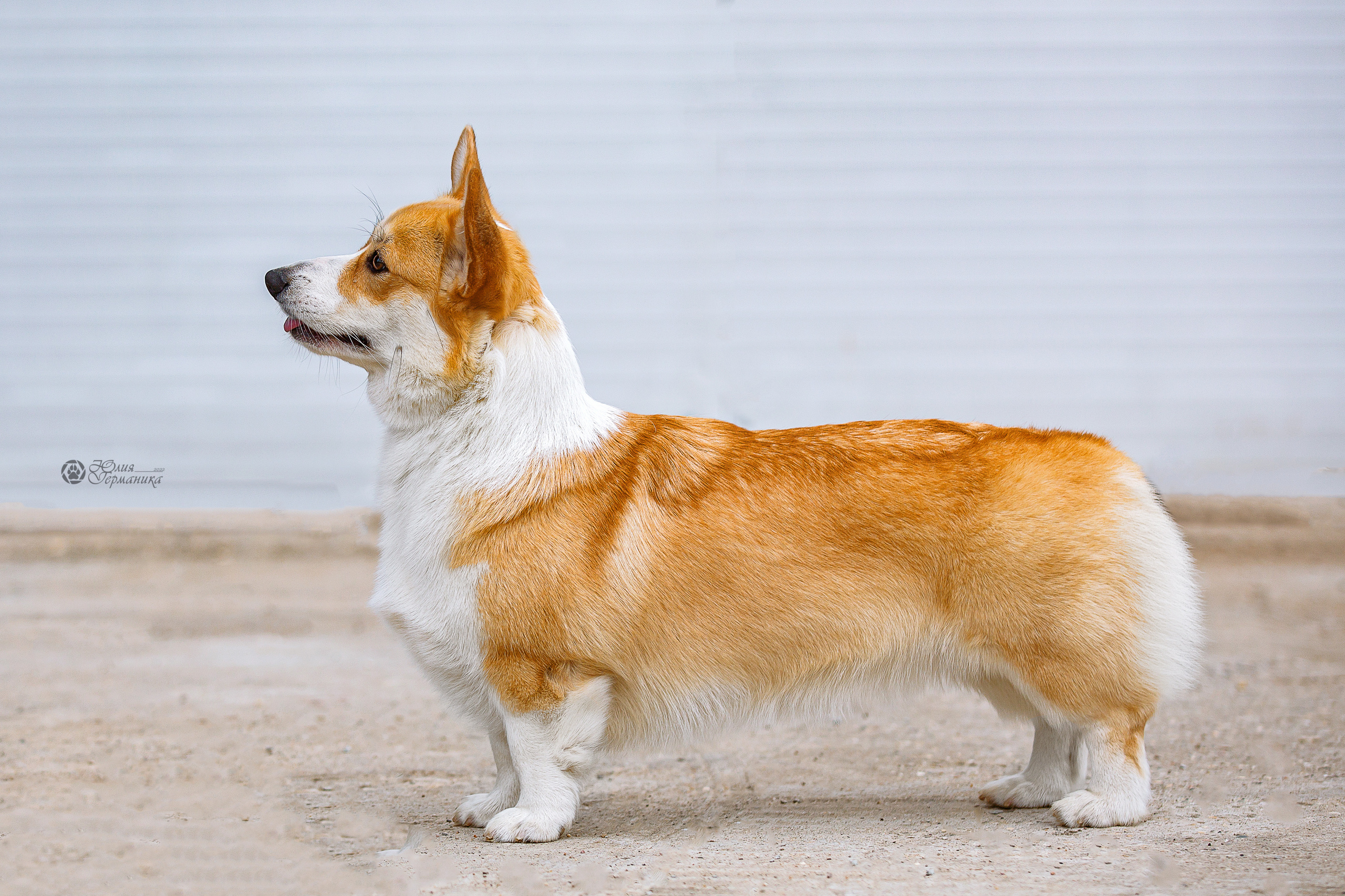 Сергиев Посад 23.04.2022. Фотограф-анималист Юлия Германика