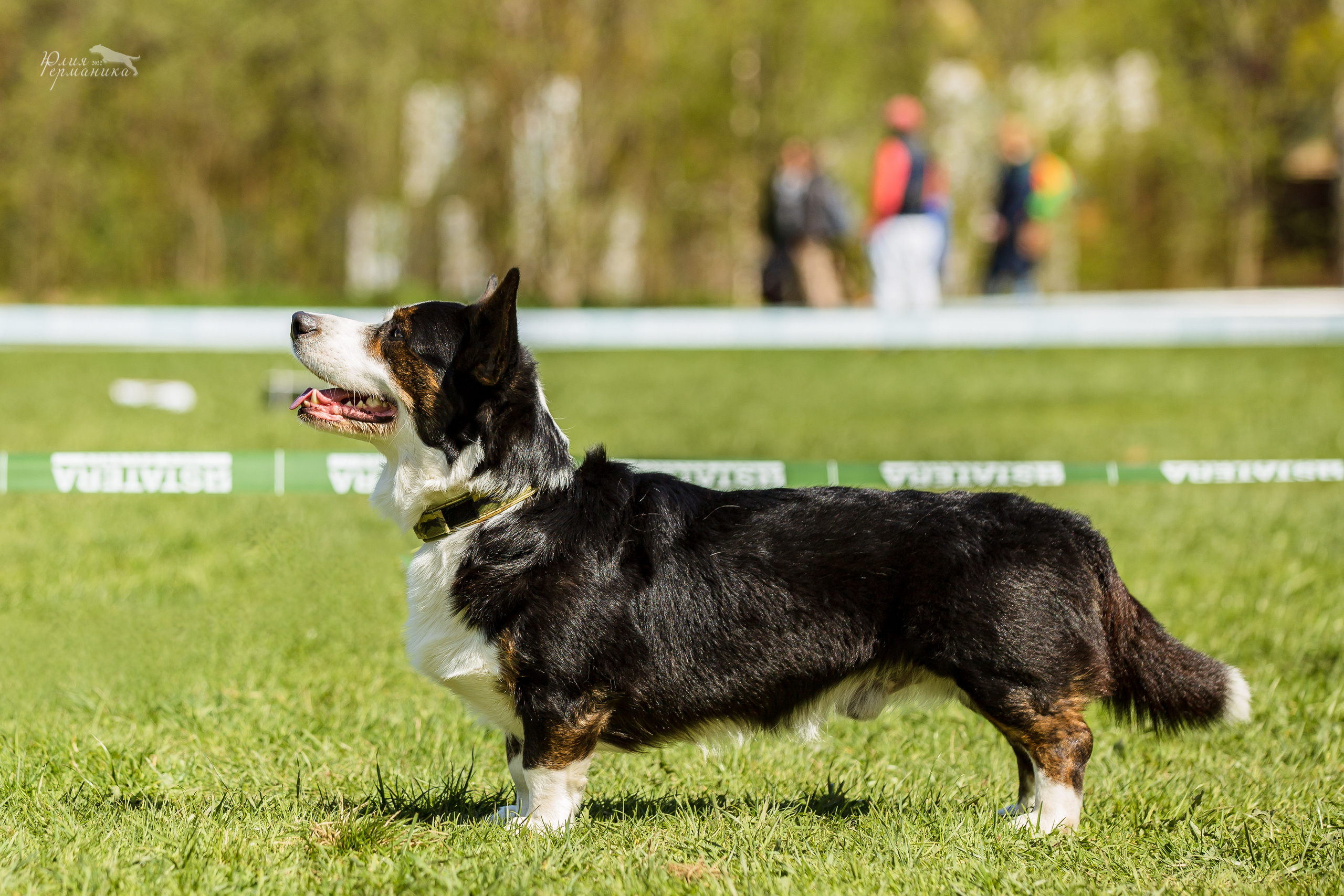 Пушкино 2хЧРКФ 14 мая 2022. Фотограф-анималист Юлия Германика