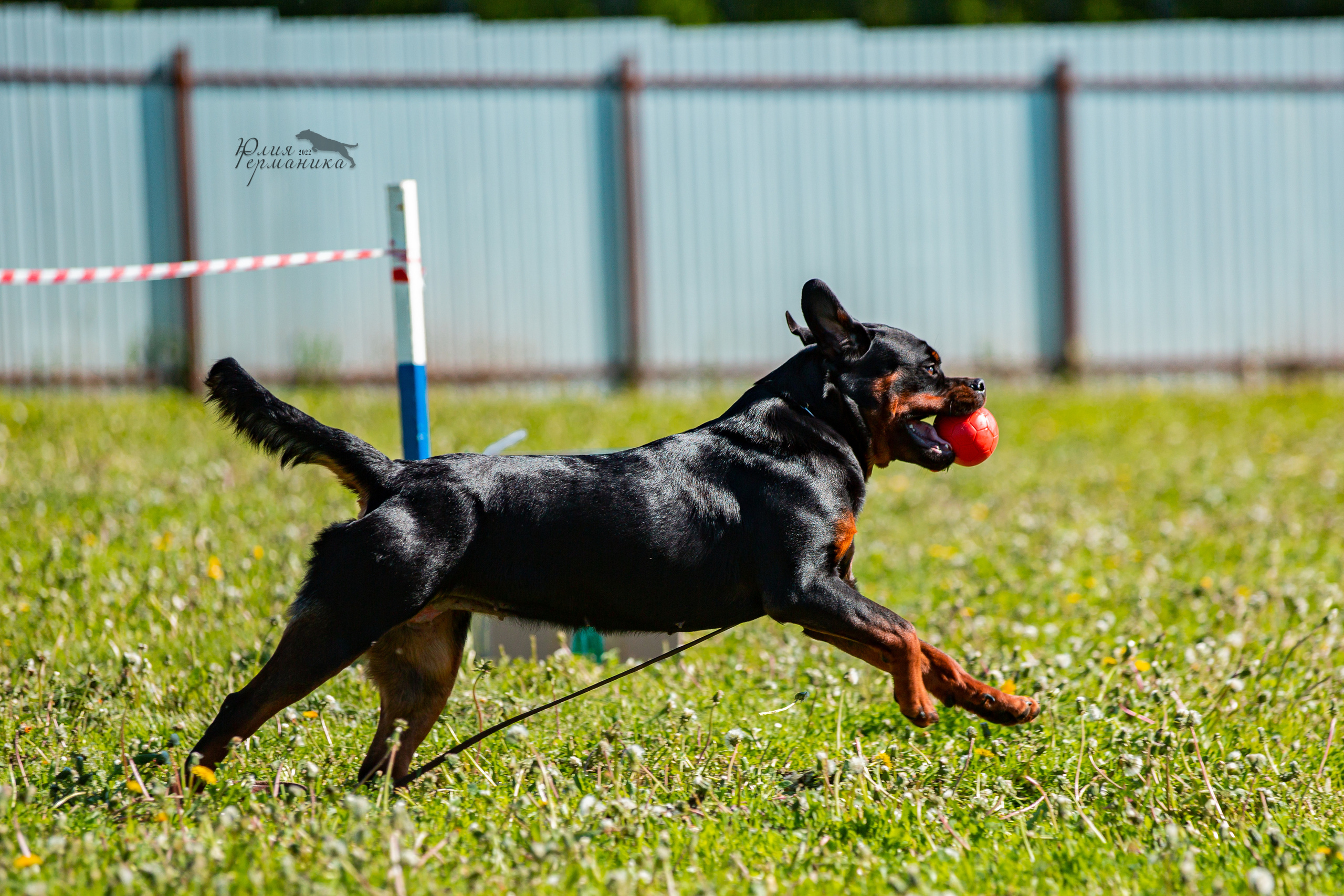 Нижний Новгород моно ротвейлеров 4 июня 2022. Фотограф-анималист Юлия Германика