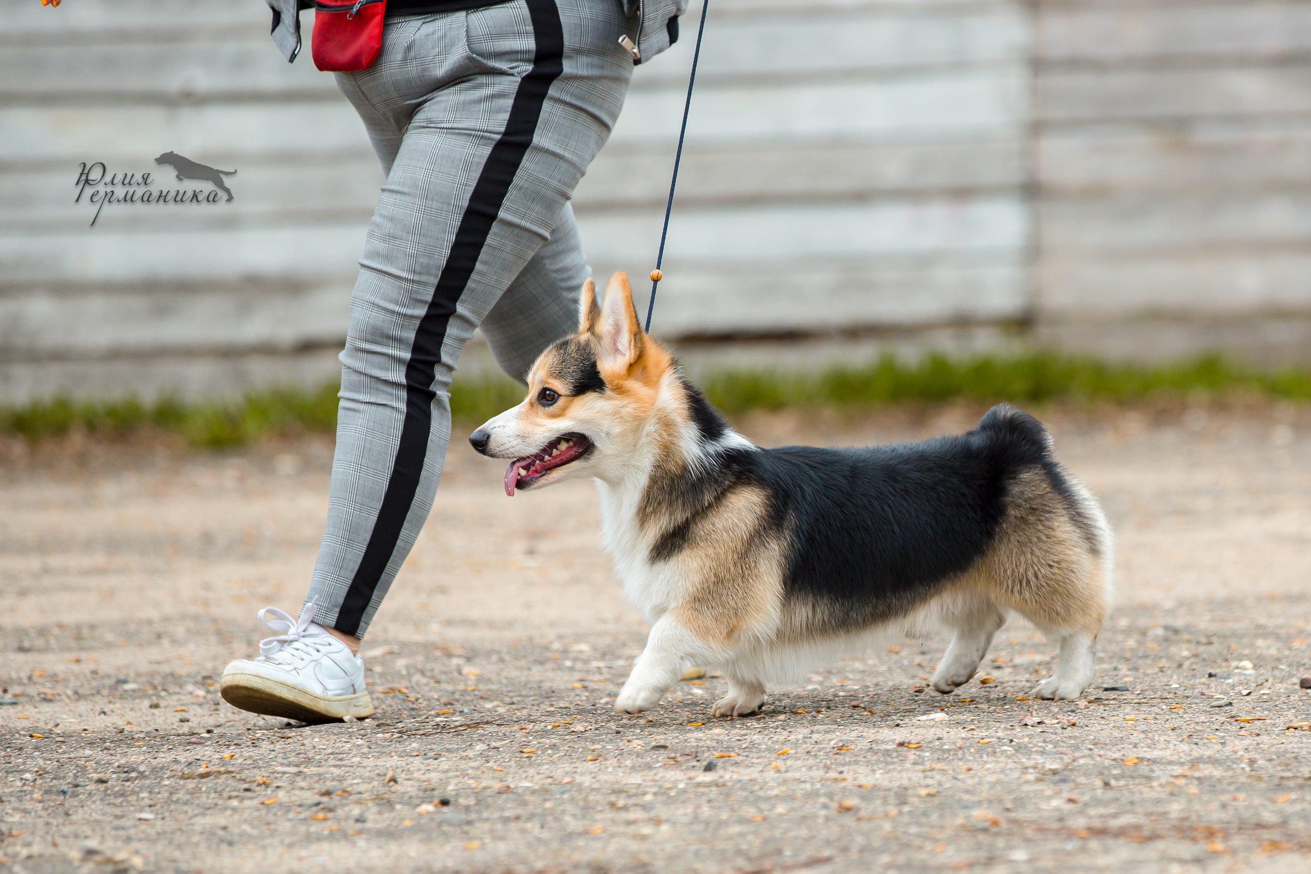 Александров 2хСАС 8 мая 2022. Фотограф-анималист Юлия Германика