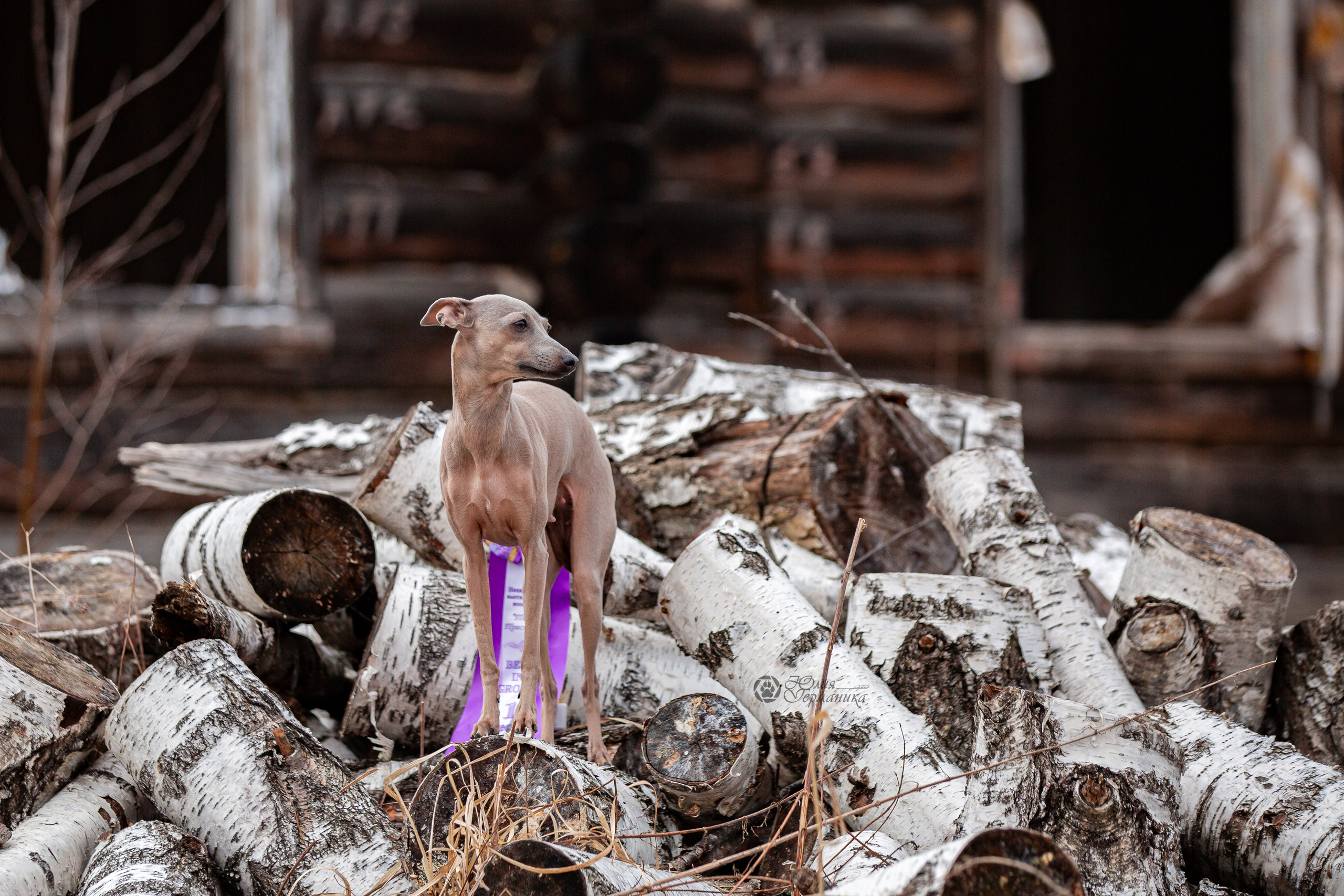 Сергиев Посад 23.04.2022. Фотограф-анималист Юлия Германика