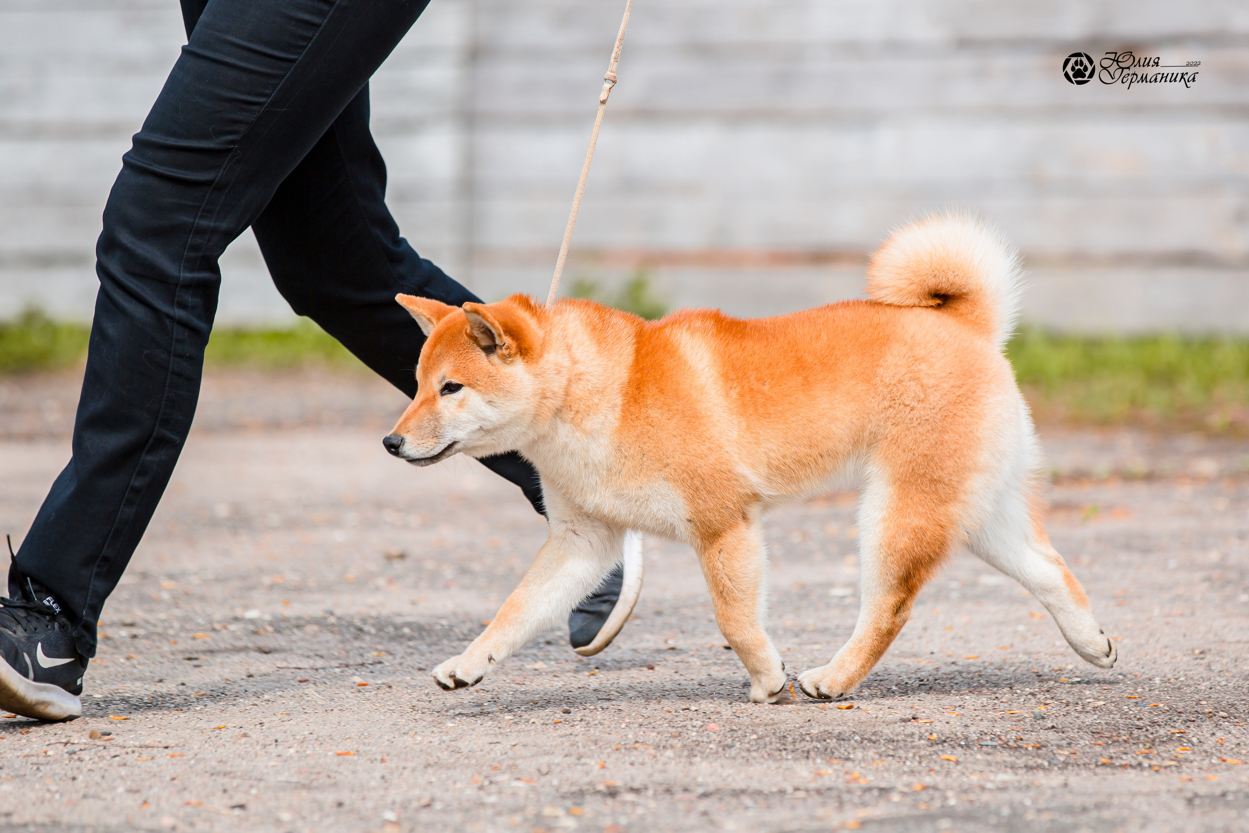 Александров 2хСАС 8 мая 2022. Фотограф-анималист Юлия Германика