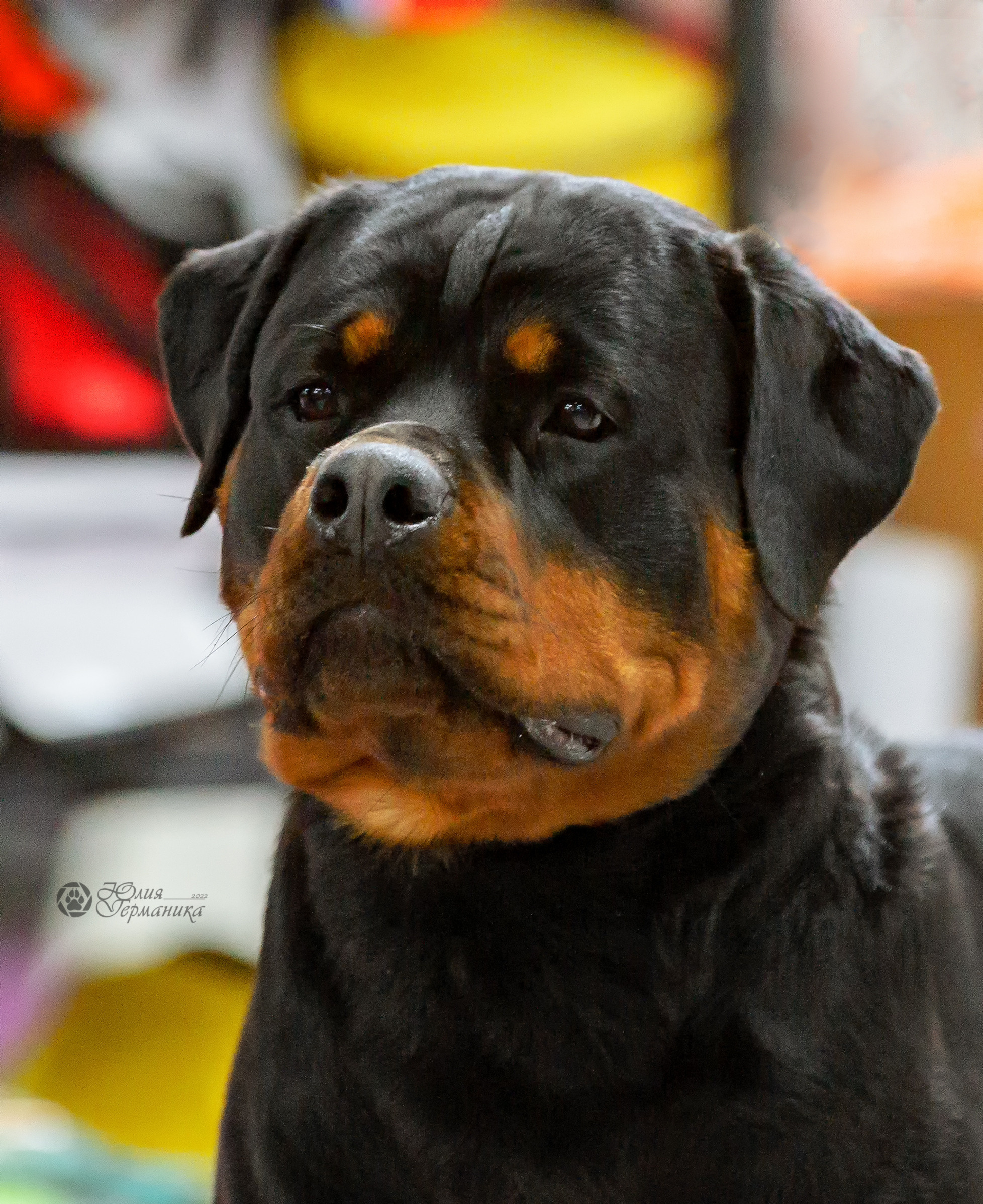 Чайна-Таун 16-17 апреля 2022. Фотограф-анималист Юлия Германика