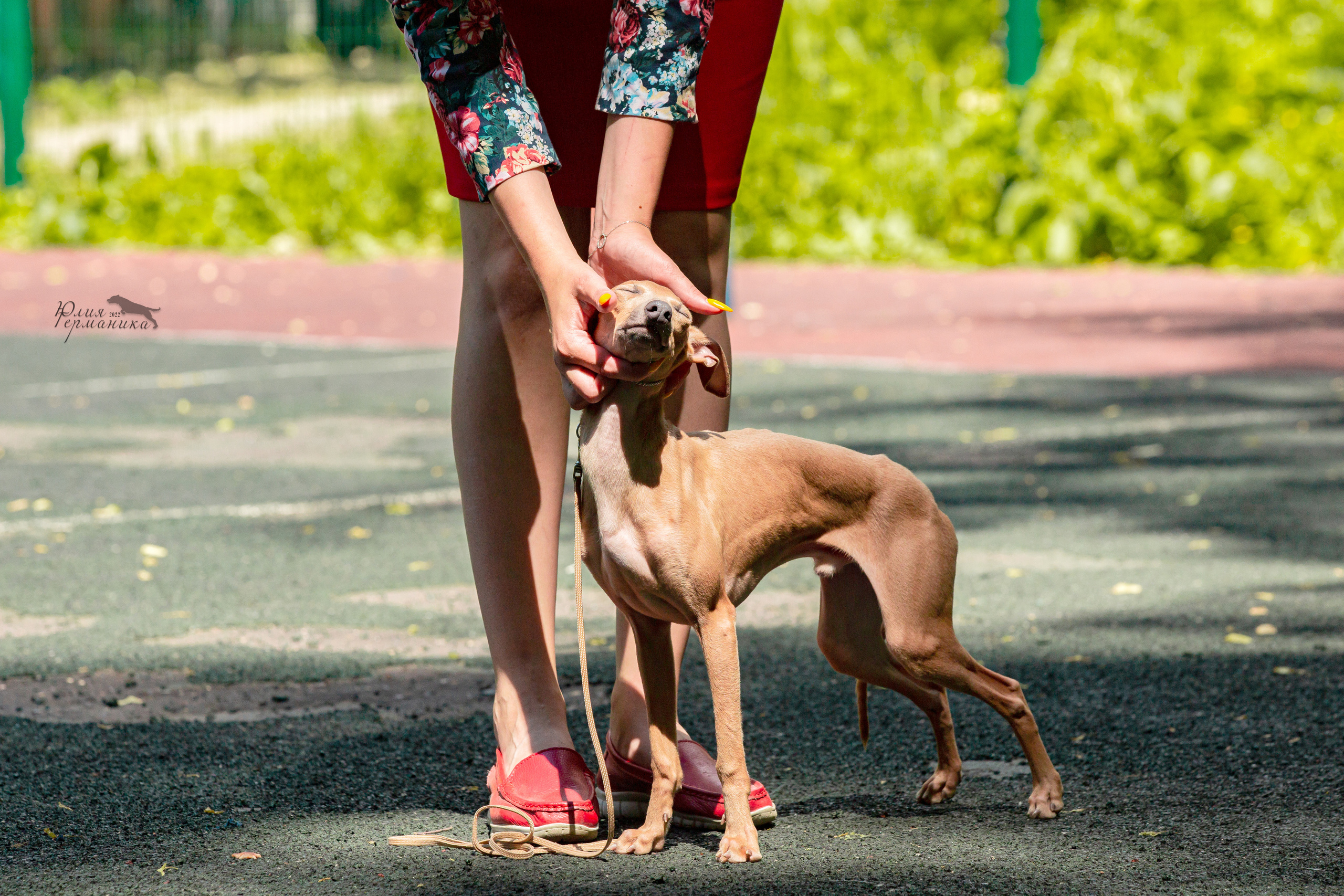 Сергиев Посад 2хСАС 25.06.2022. Фотограф-анималист Юлия Германика