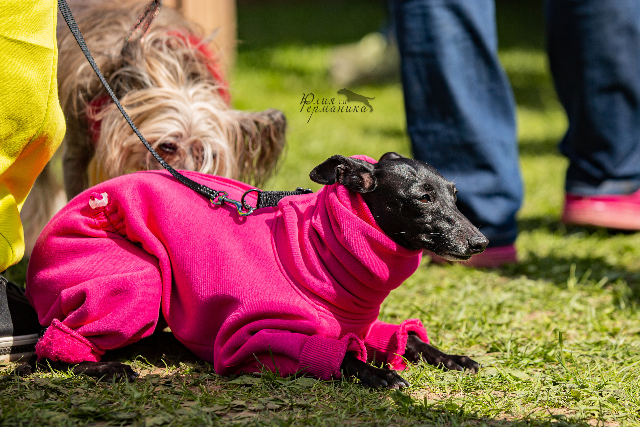 Пушкино 2хЧРКФ 14 мая 2022. Фотограф-анималист Юлия Германика