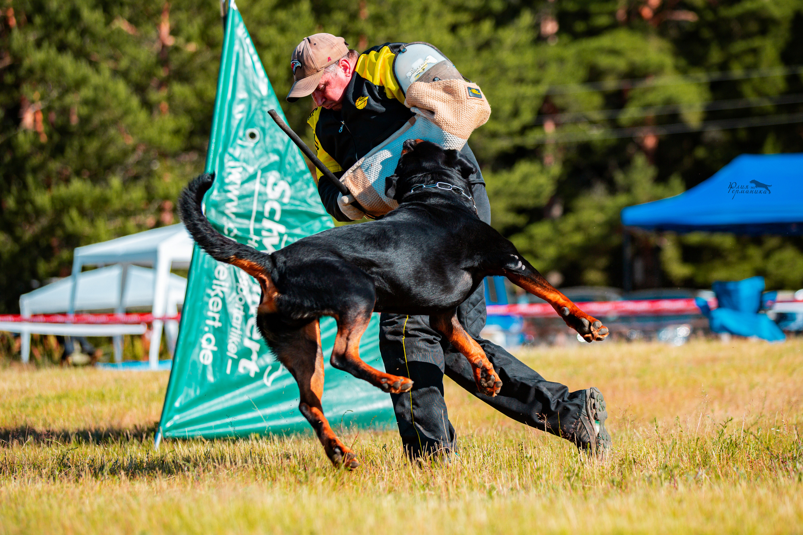 Тверь моно ротвейлеров 2-3.07.2022. Фотограф-анималист Юлия Германика
