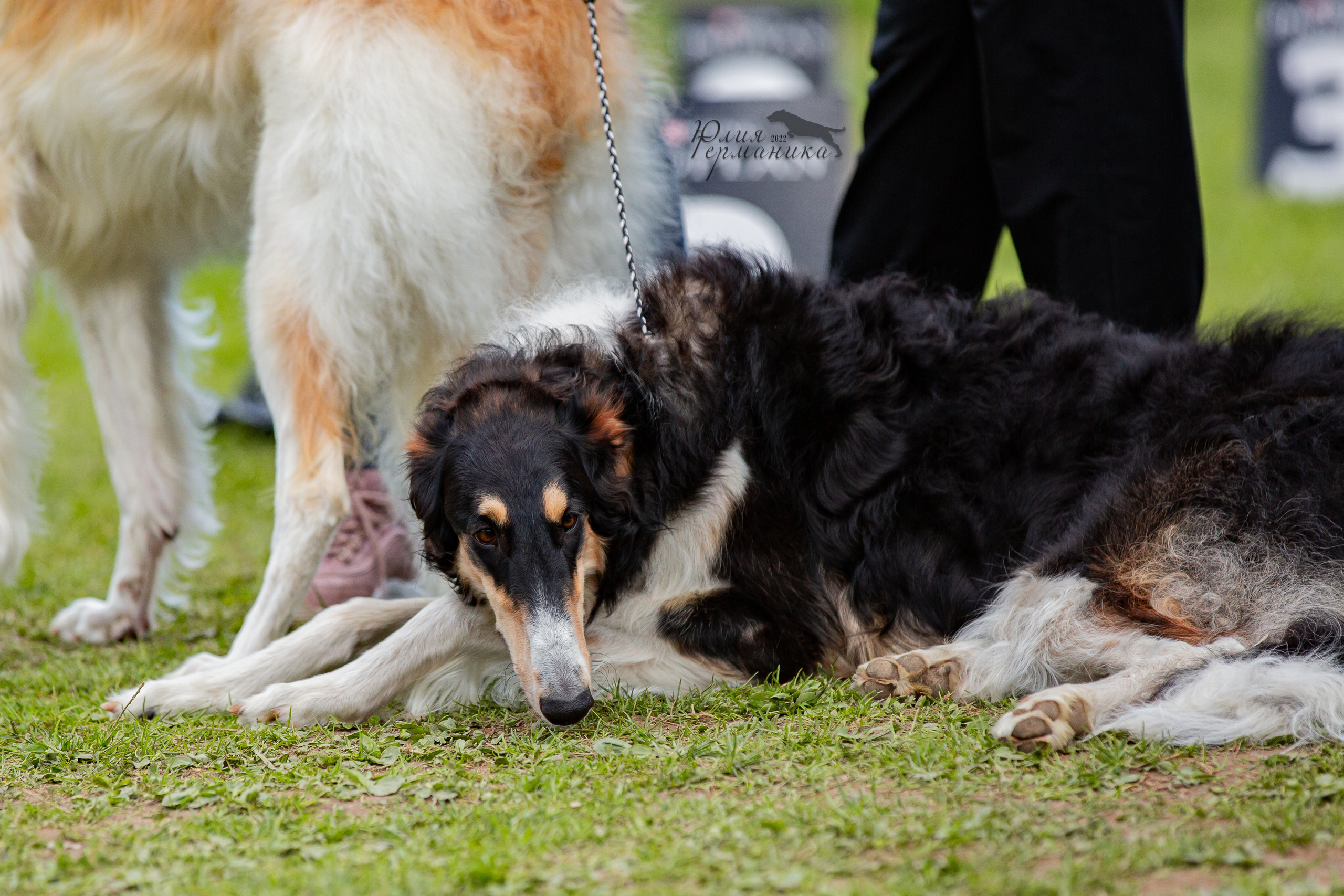 Пушкино 2хЧРКФ 14 мая 2022. Фотограф-анималист Юлия Германика