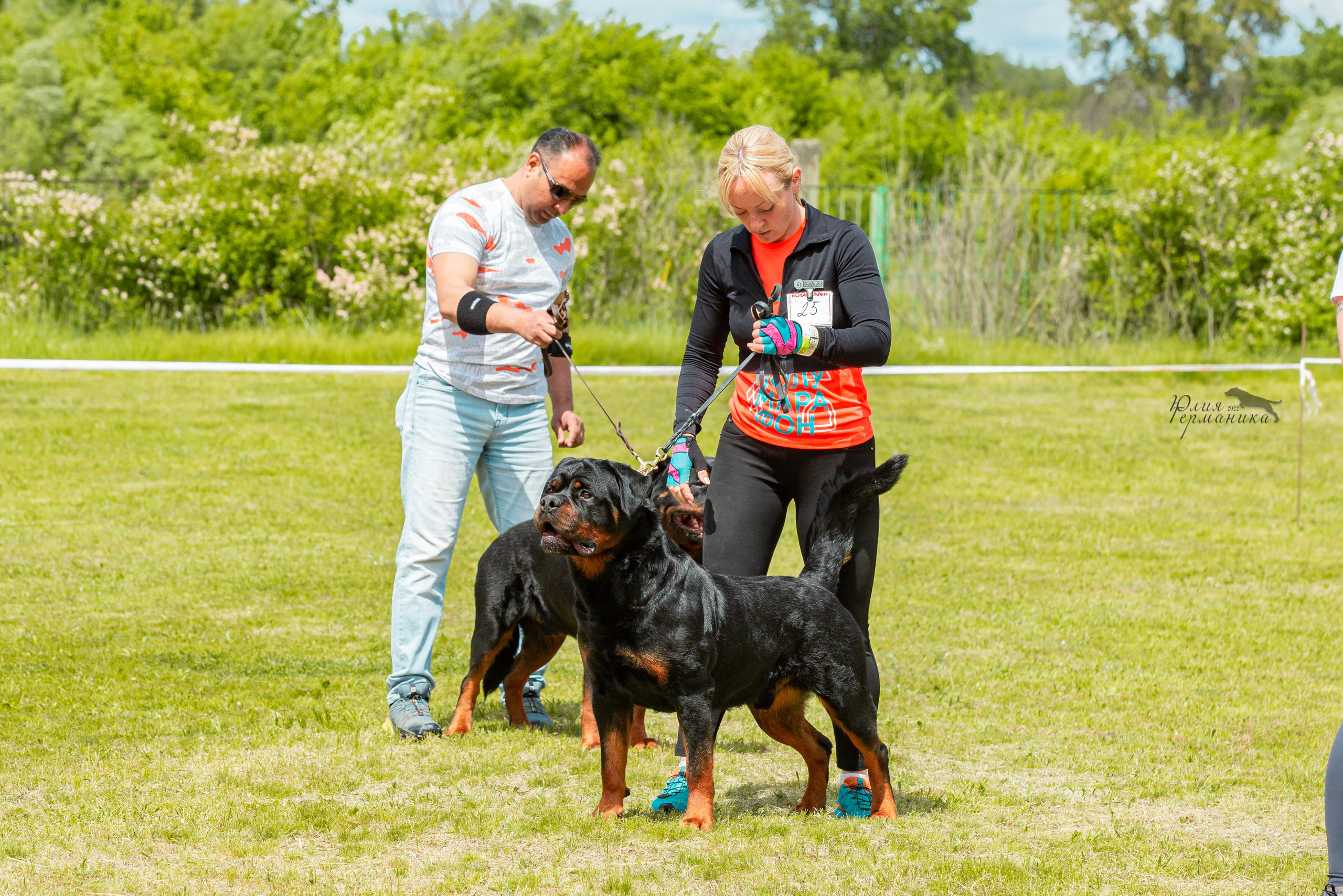Воронеж моно ротвейлеров 28-29 мая 2022. Фотограф-анималист Юлия Германика
