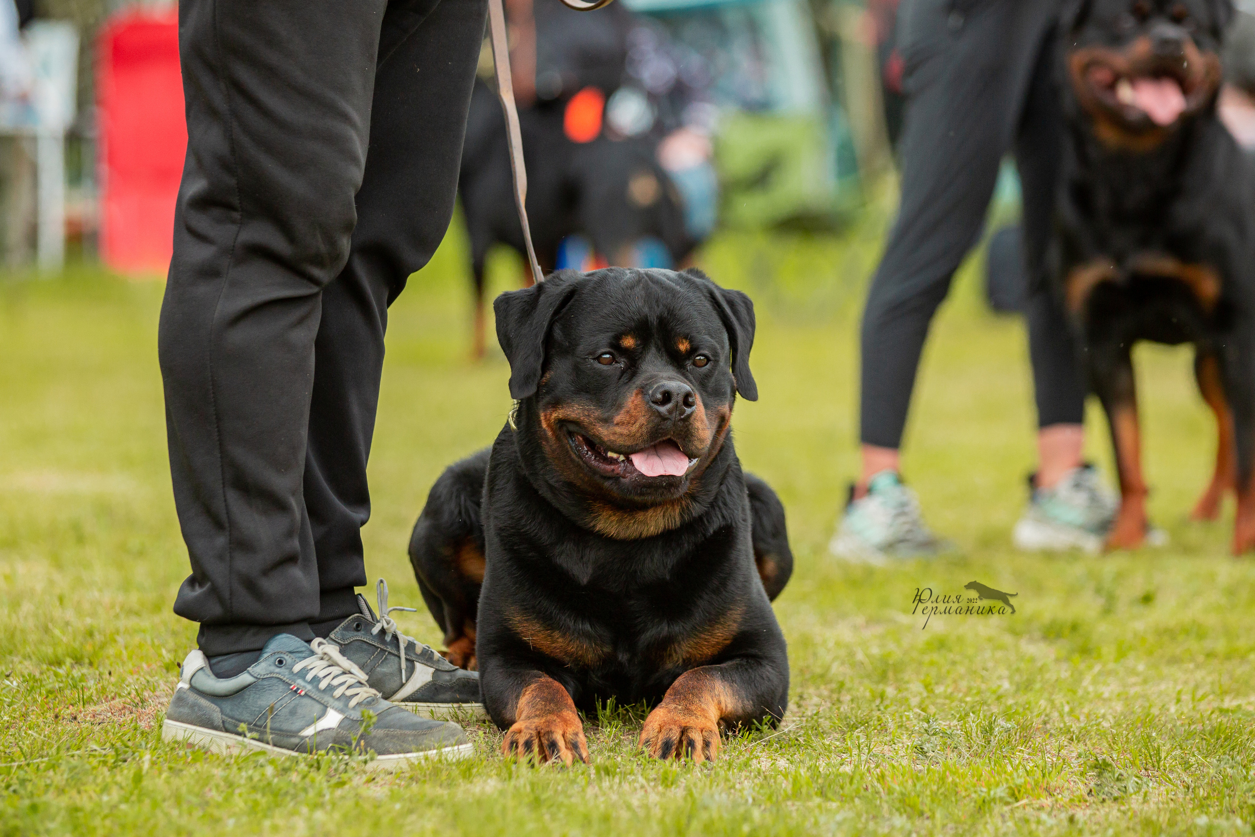 Воронеж моно ротвейлеров 28-29 мая 2022. Фотограф-анималист Юлия Германика