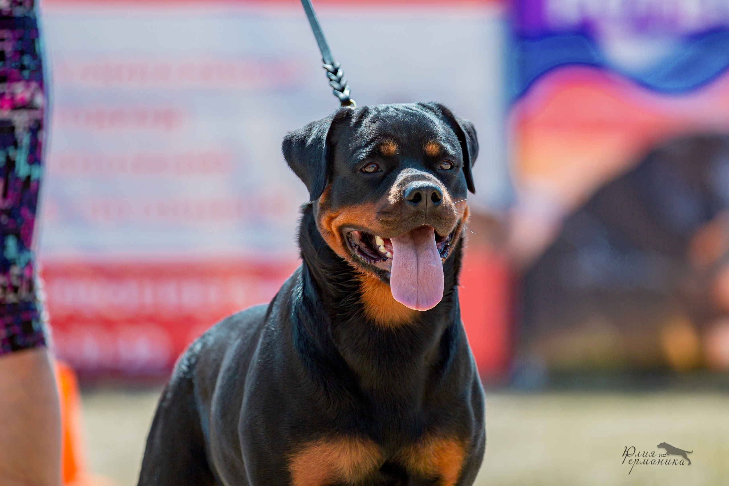 Тверь моно ротвейлеров 2-3.07.2022. Фотограф-анималист Юлия Германика