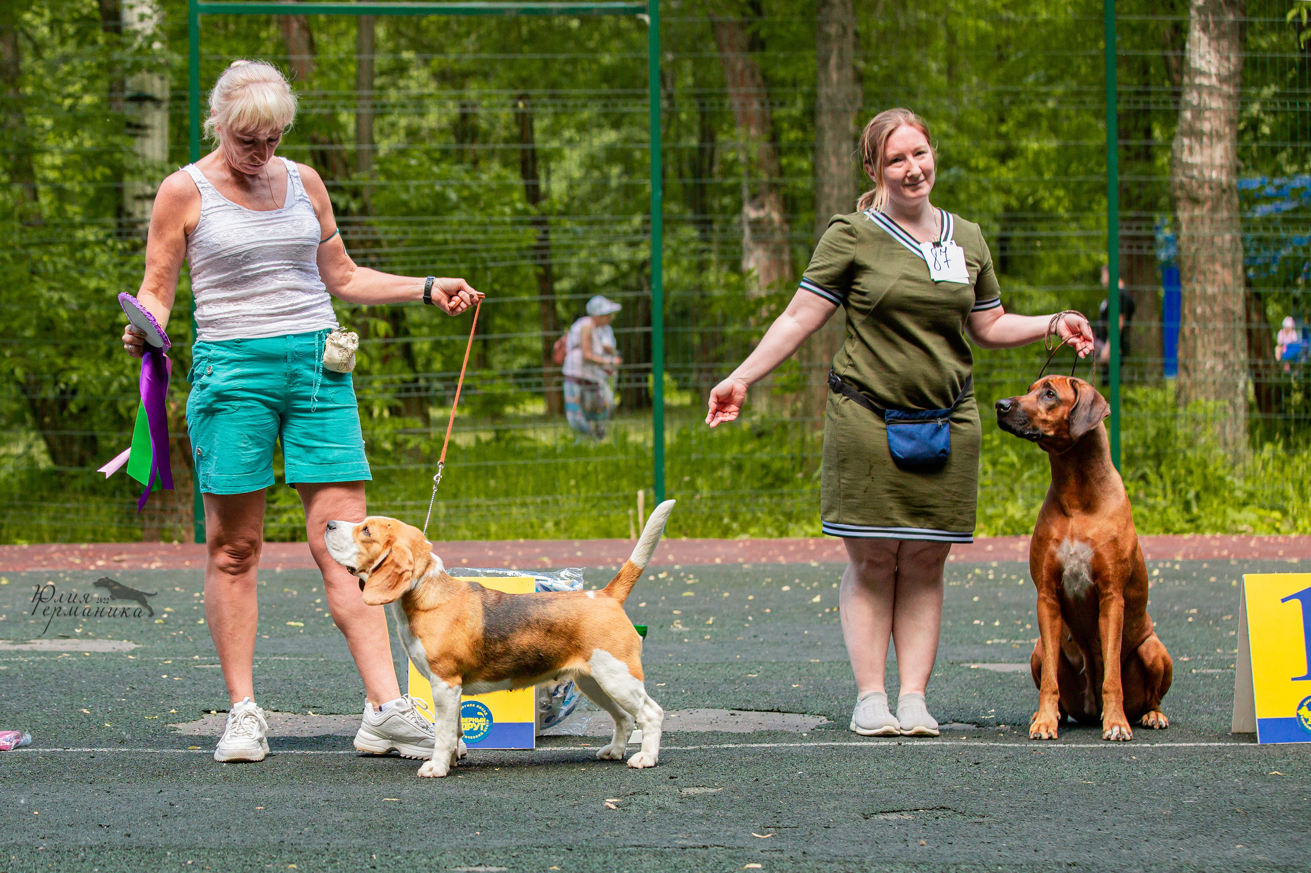 Сергиев Посад 2хСАС 25.06.2022. Фотограф-анималист Юлия Германика