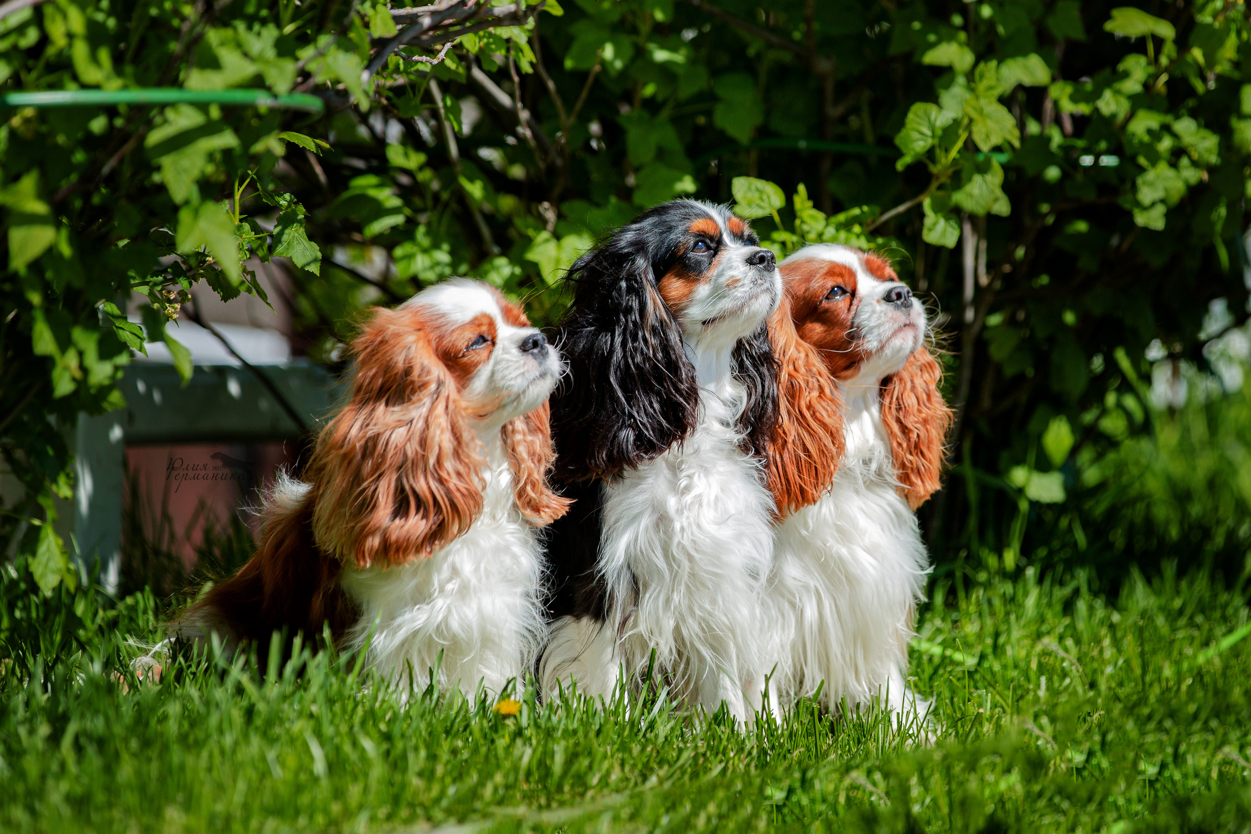 Евразия 21-22 мая 2022. Фотограф-анималист Юлия Германика