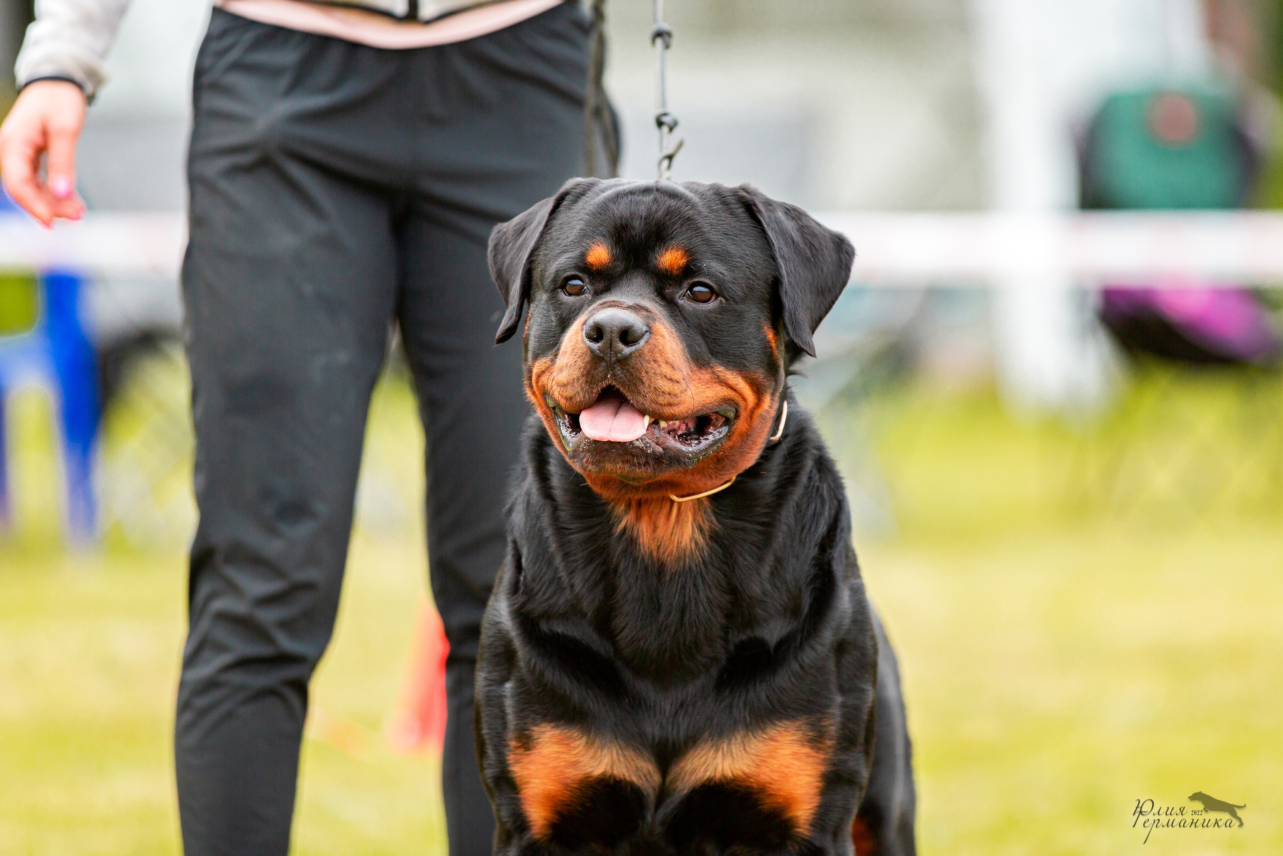 Воронеж моно ротвейлеров 28-29 мая 2022. Фотограф-анималист Юлия Германика
