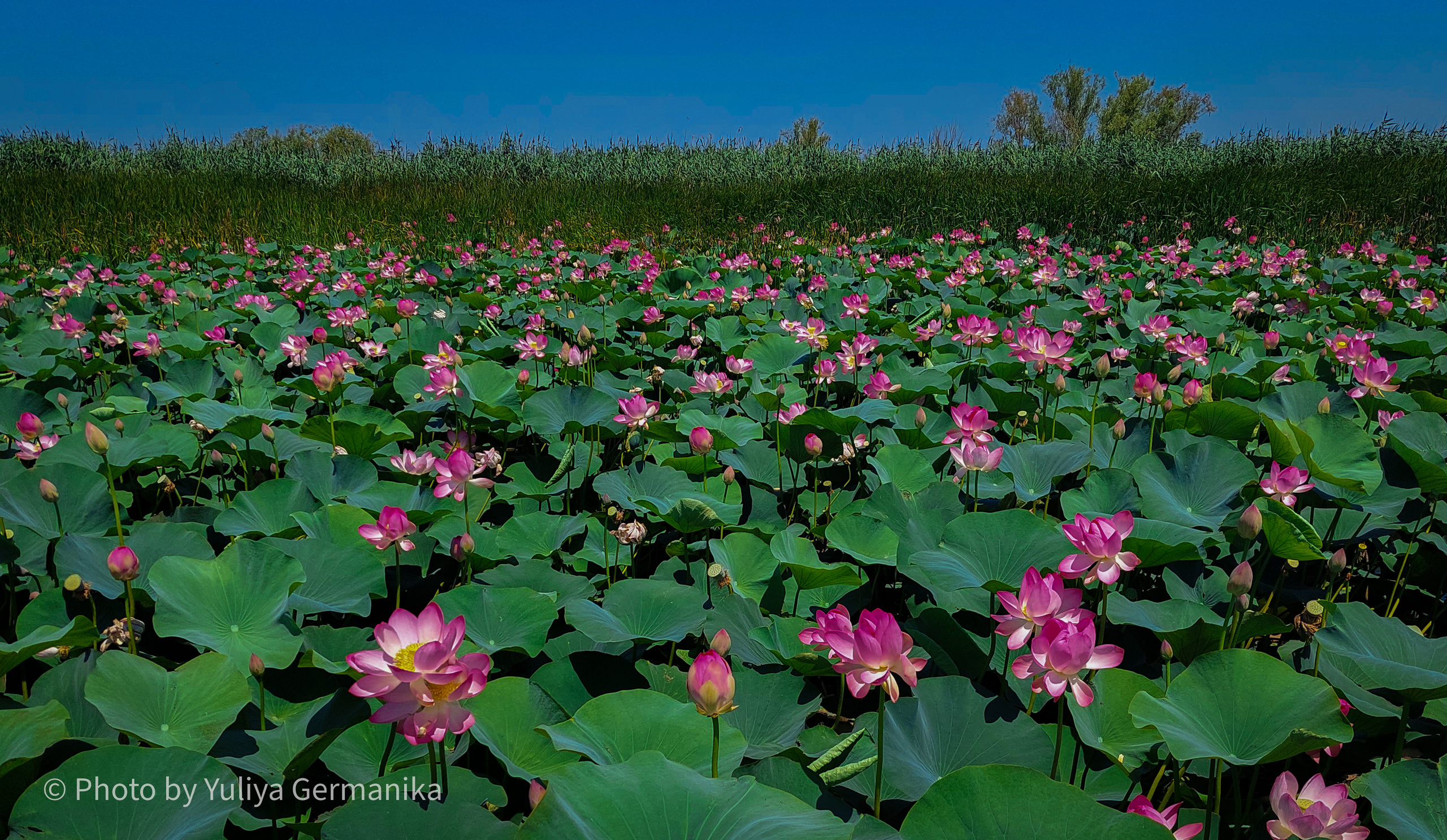 Разные фото на телефон.Города,природа. Фотограф-анималист Юлия Германика