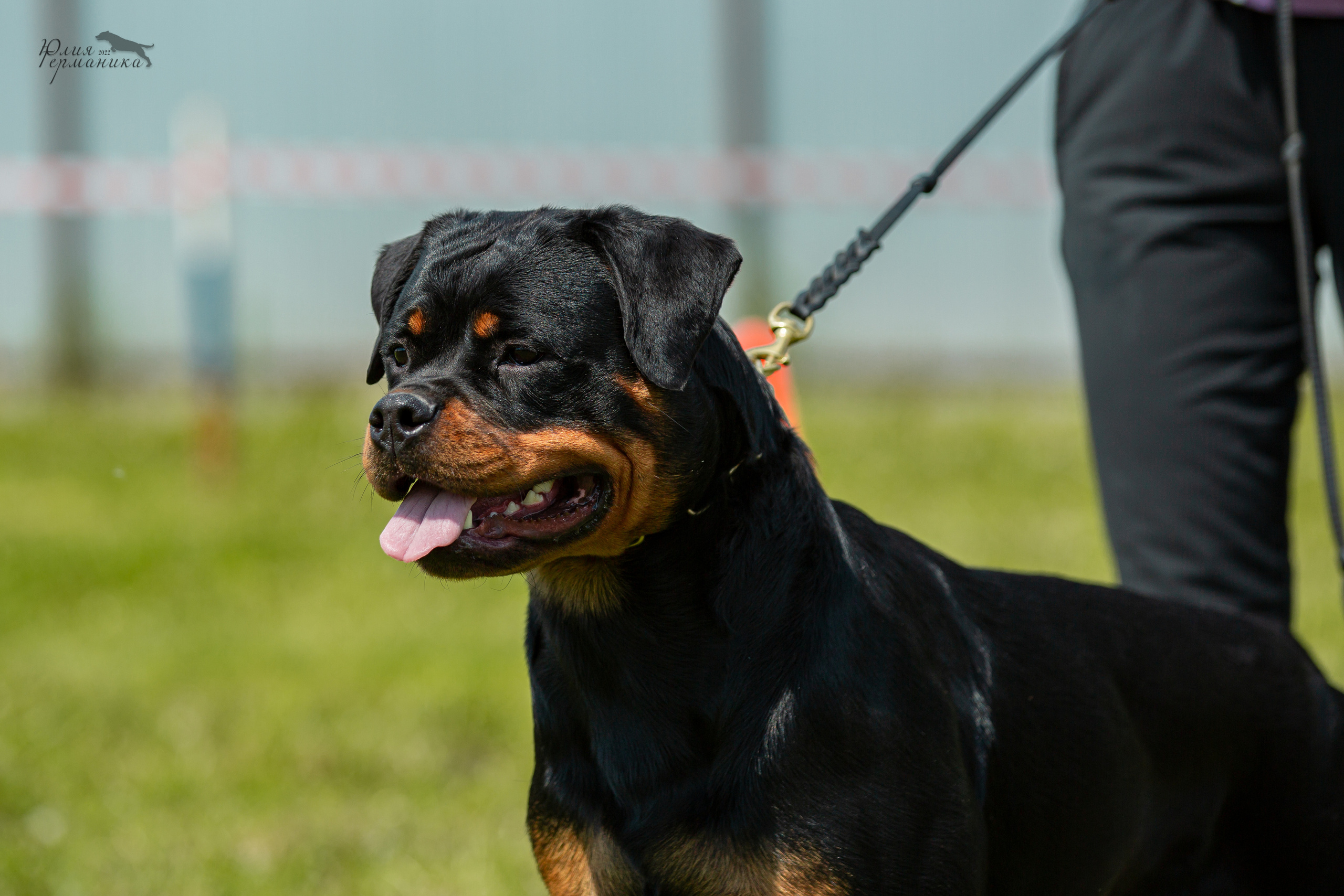 Нижний Новгород моно ротвейлеров 4 июня 2022. Фотограф-анималист Юлия Германика