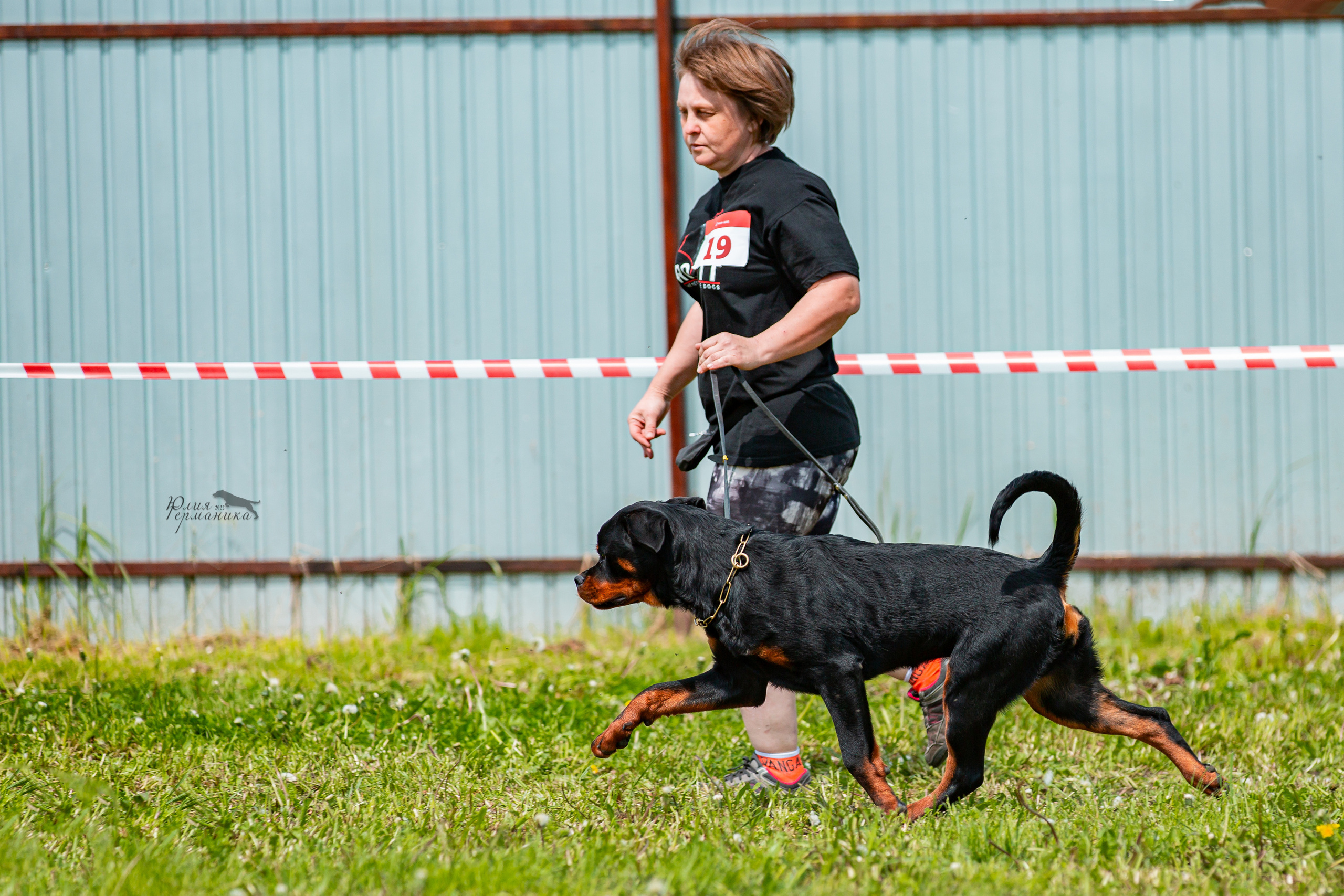 Нижний Новгород моно ротвейлеров 4 июня 2022. Фотограф-анималист Юлия Германика