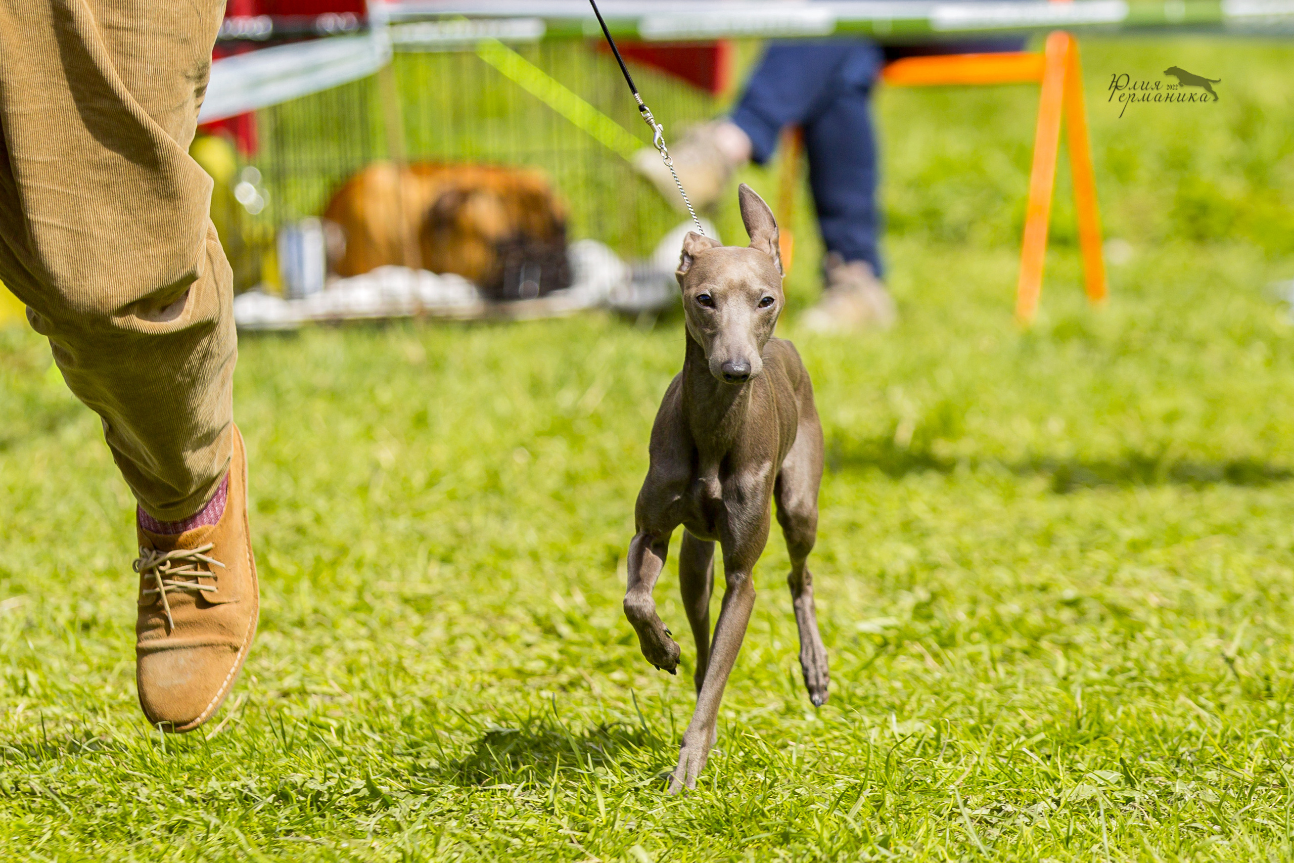 Пушкино 2хЧРКФ 14 мая 2022. Фотограф-анималист Юлия Германика