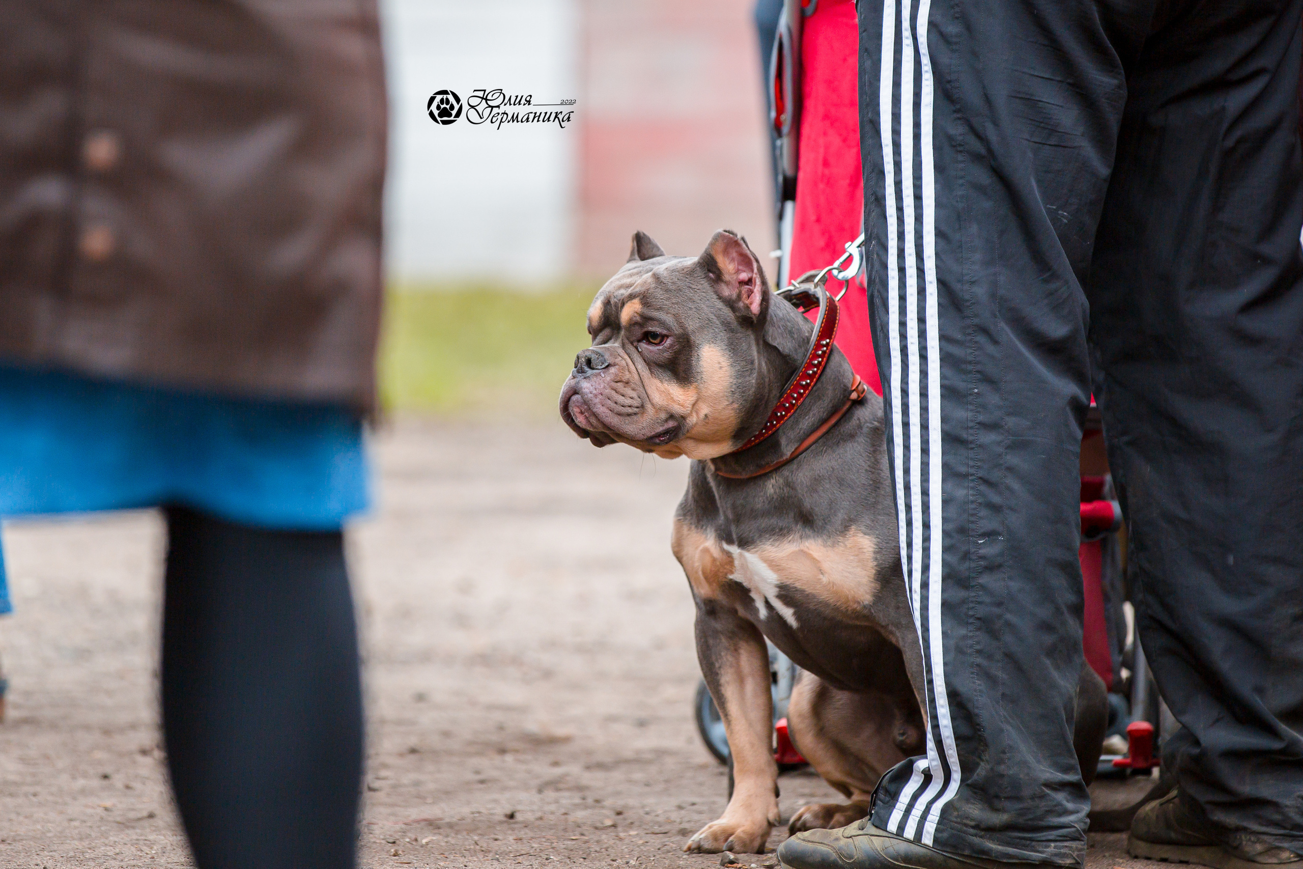 Александров 2хСАС 8 мая 2022. Фотограф-анималист Юлия Германика