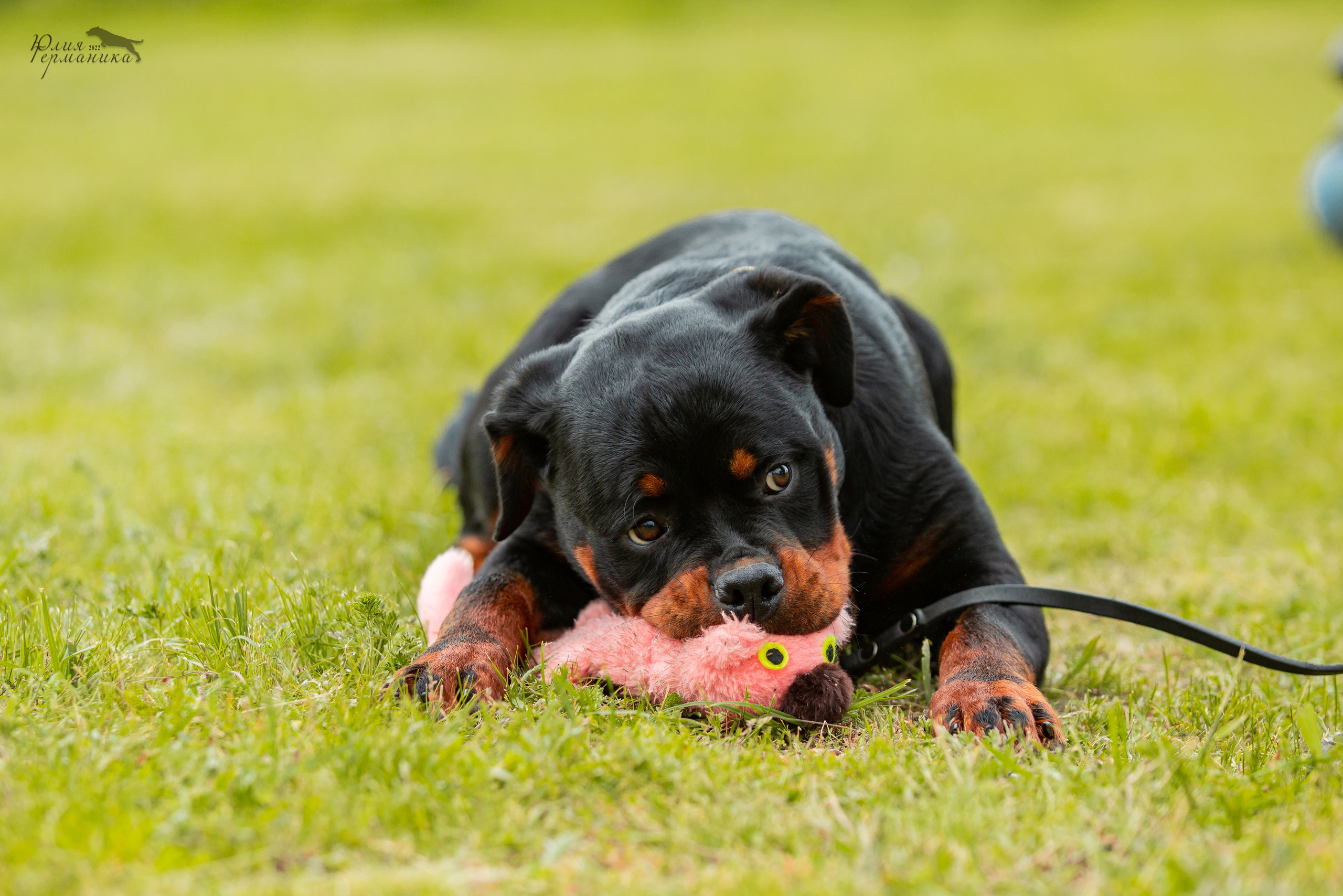 Воронеж моно ротвейлеров 28-29 мая 2022. Фотограф-анималист Юлия Германика