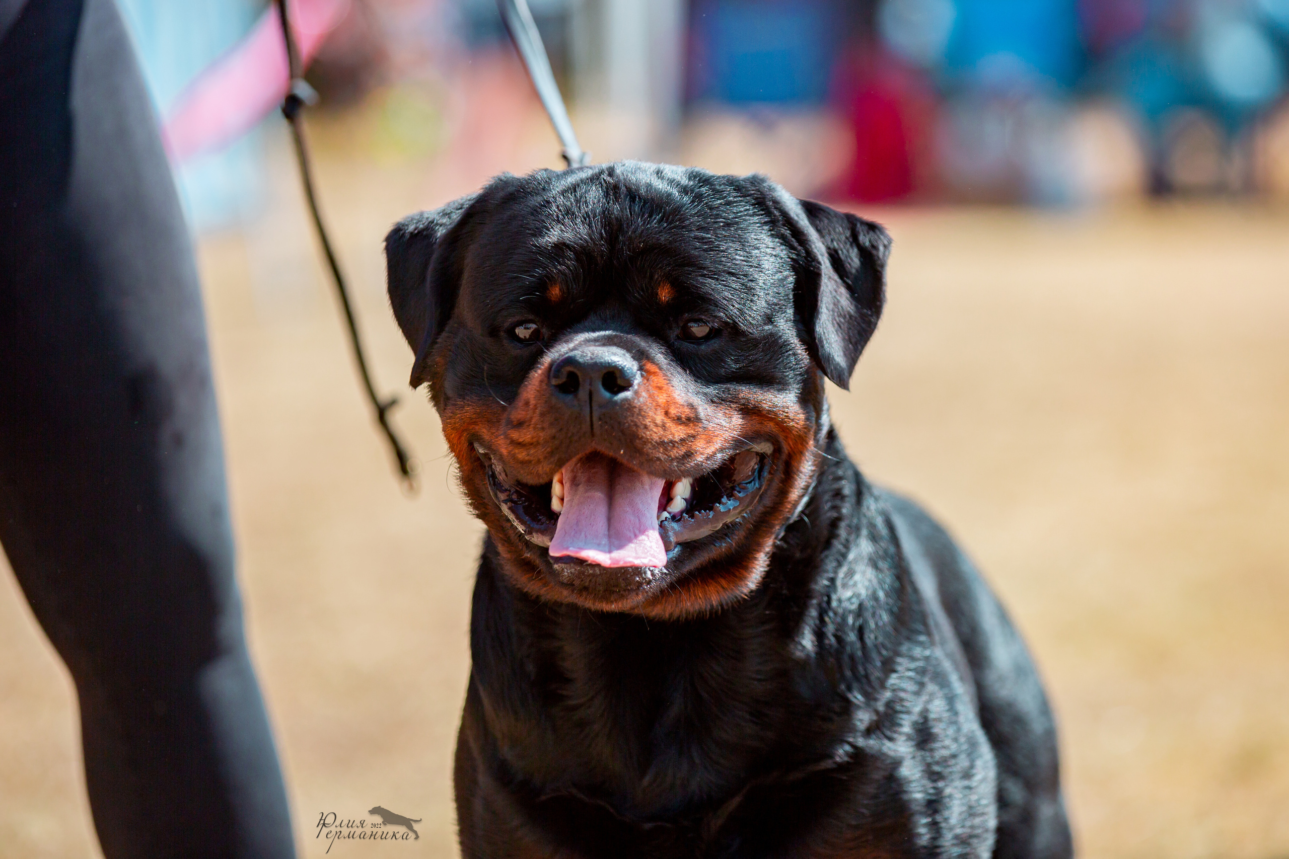 Тверь моно ротвейлеров 2-3.07.2022. Фотограф-анималист Юлия Германика