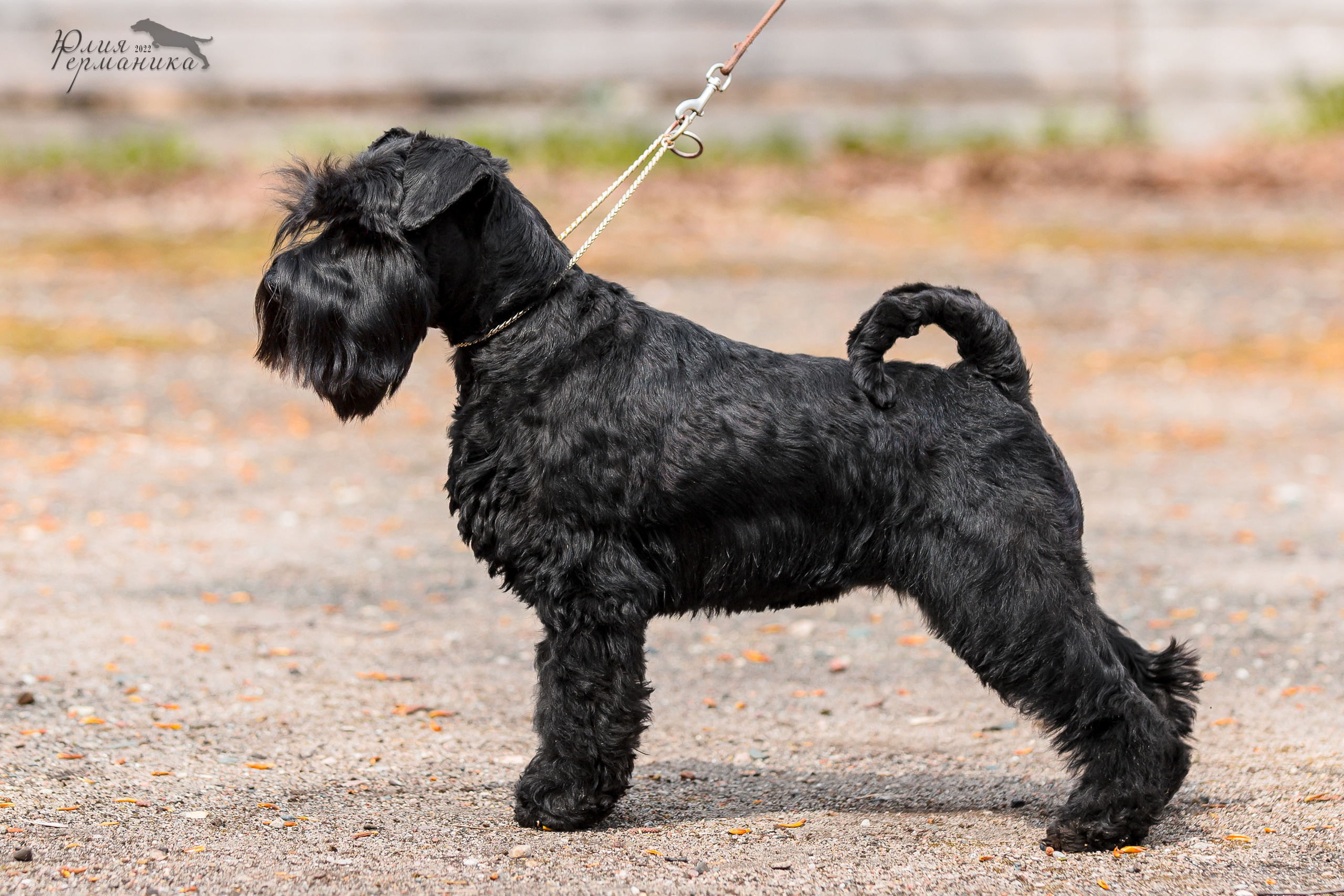 Александров 2хСАС 8 мая 2022. Фотограф-анималист Юлия Германика