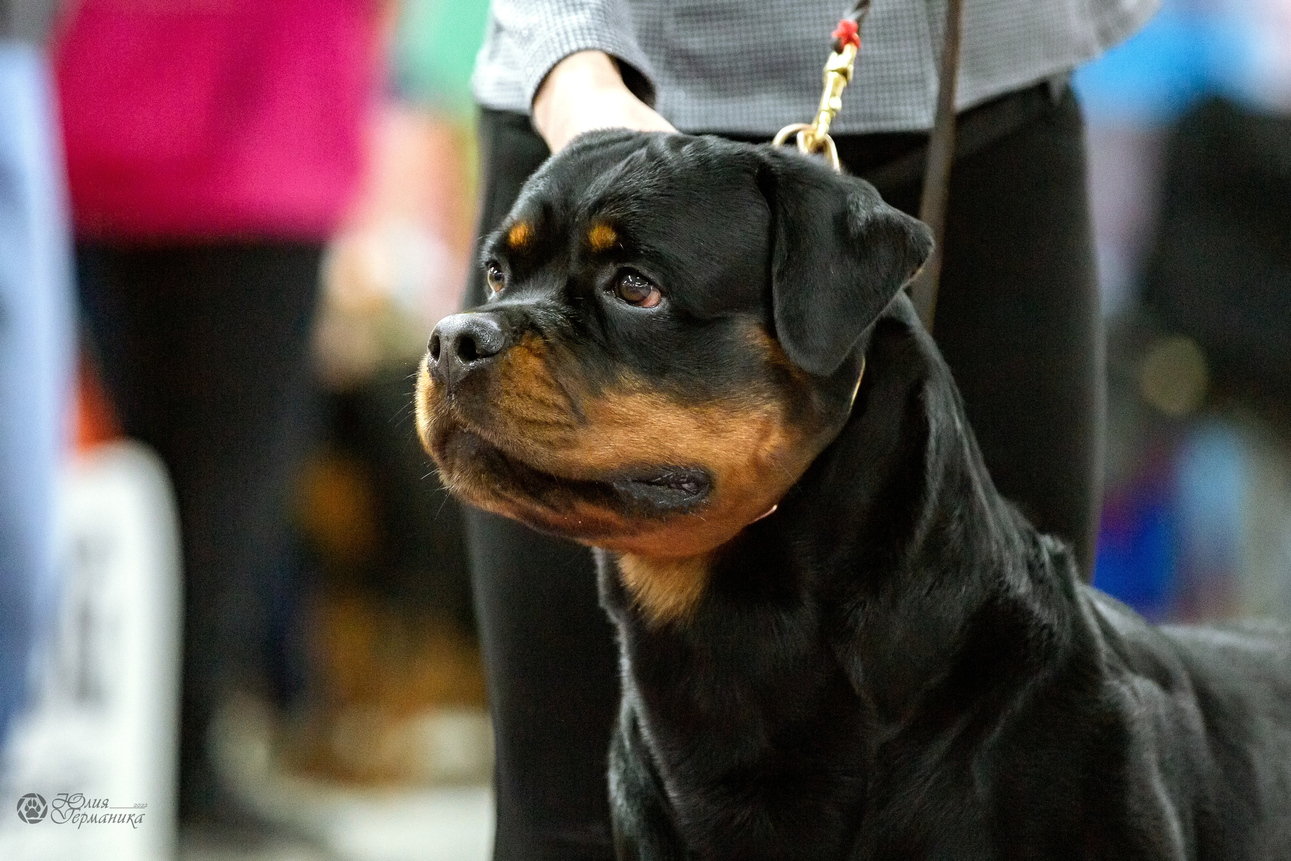 Чайна-Таун 16-17 апреля 2022. Фотограф-анималист Юлия Германика
