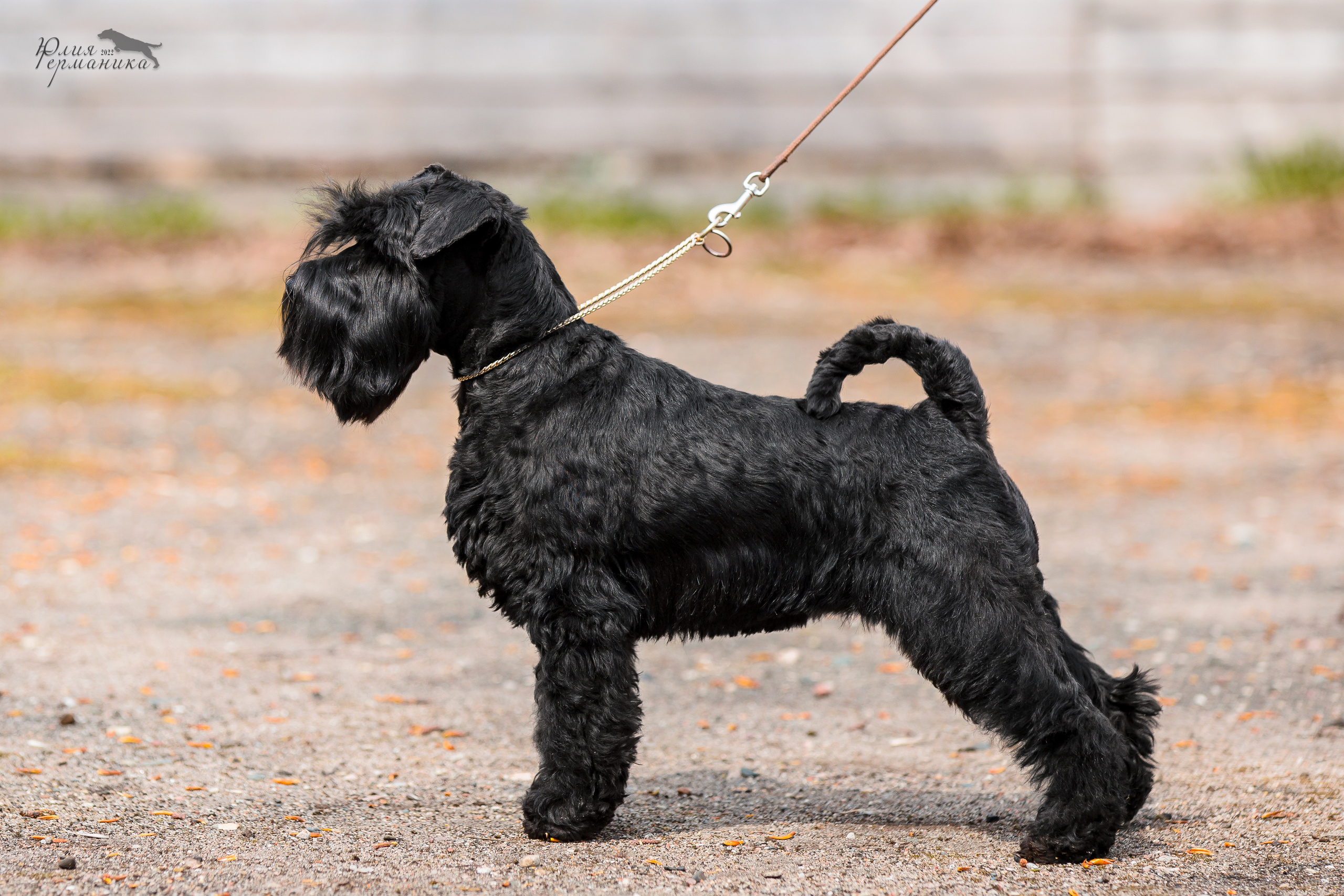 Александров 2хСАС 8 мая 2022. Фотограф-анималист Юлия Германика