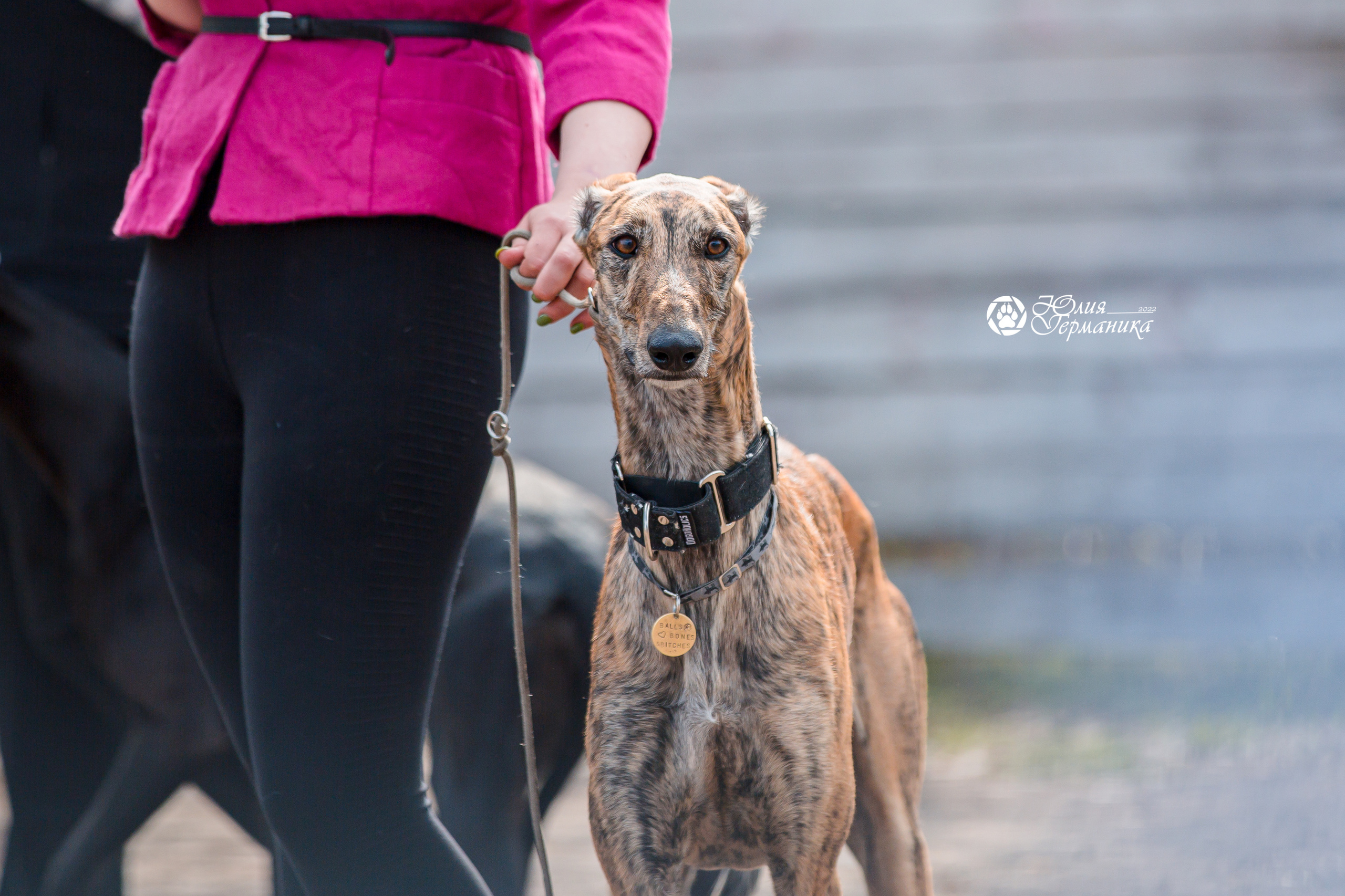 Александров 2хСАС 8 мая 2022. Фотограф-анималист Юлия Германика