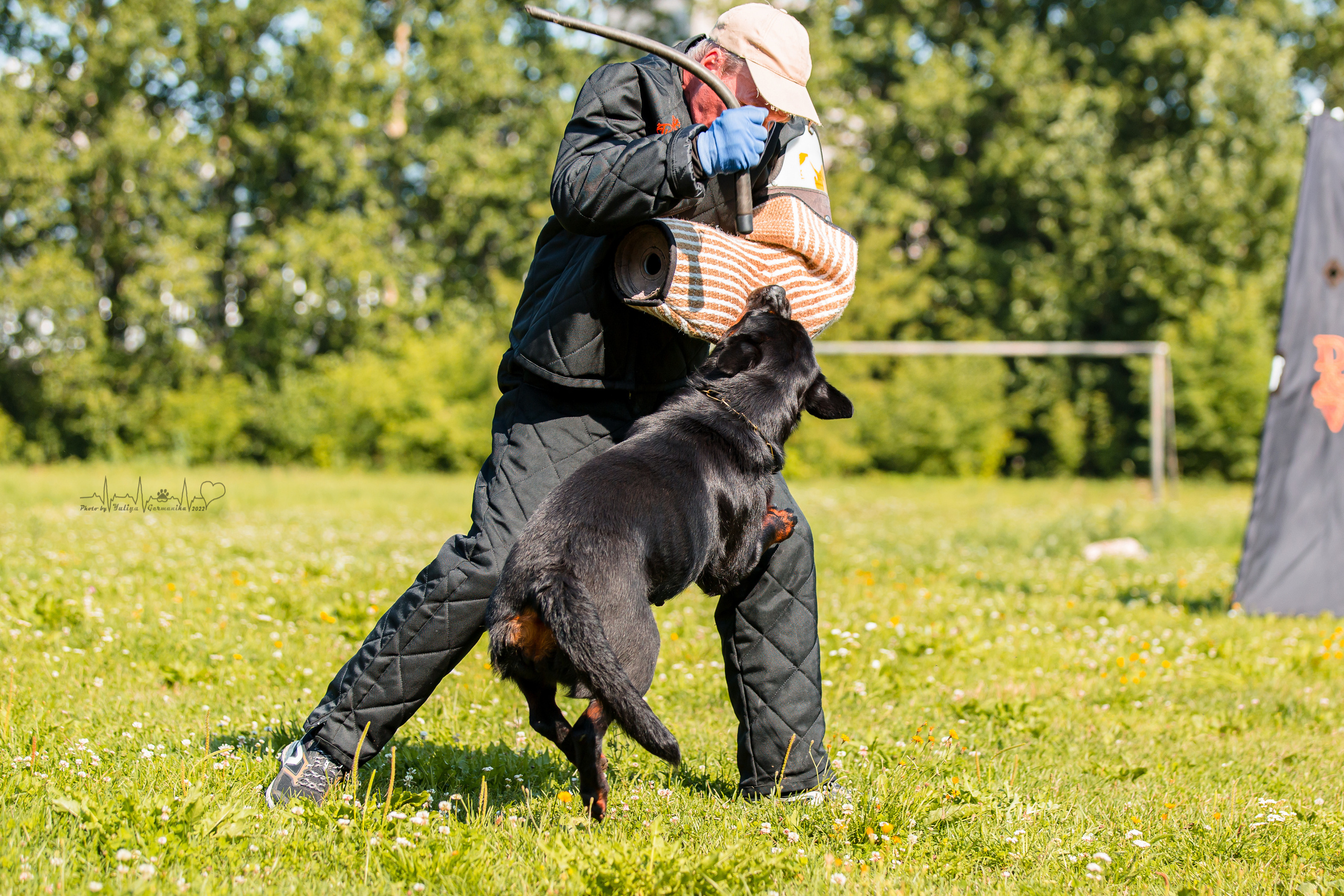 Санкт-Петербург моно ротвейлеров 23.07.2022. Фотограф-анималист Юлия Германика