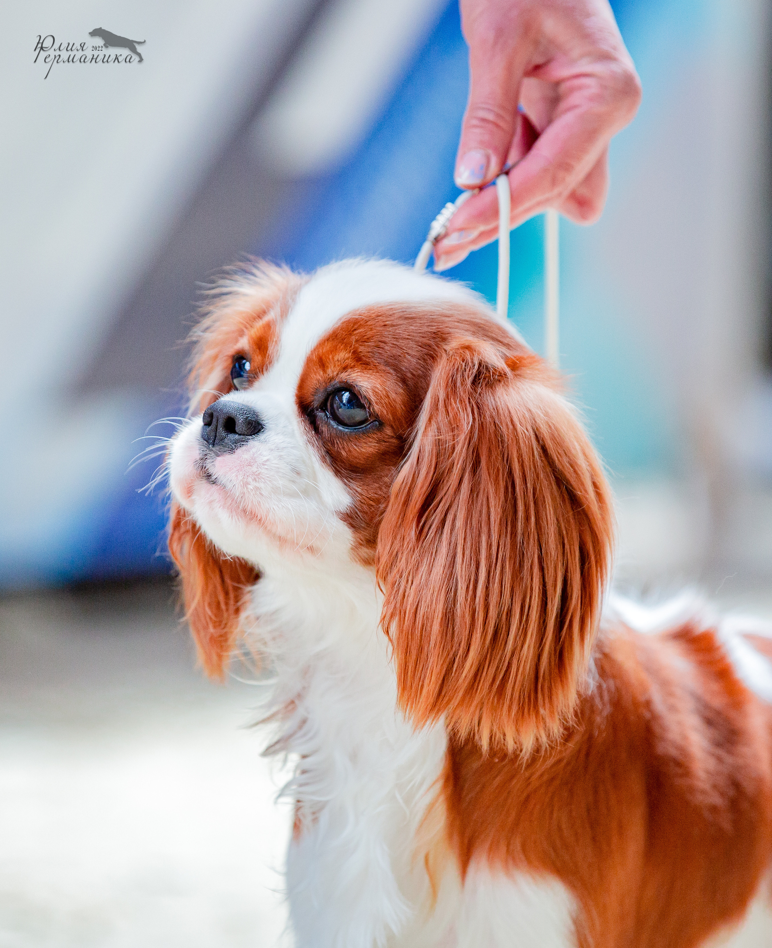 Евразия 21-22 мая 2022. Фотограф-анималист Юлия Германика