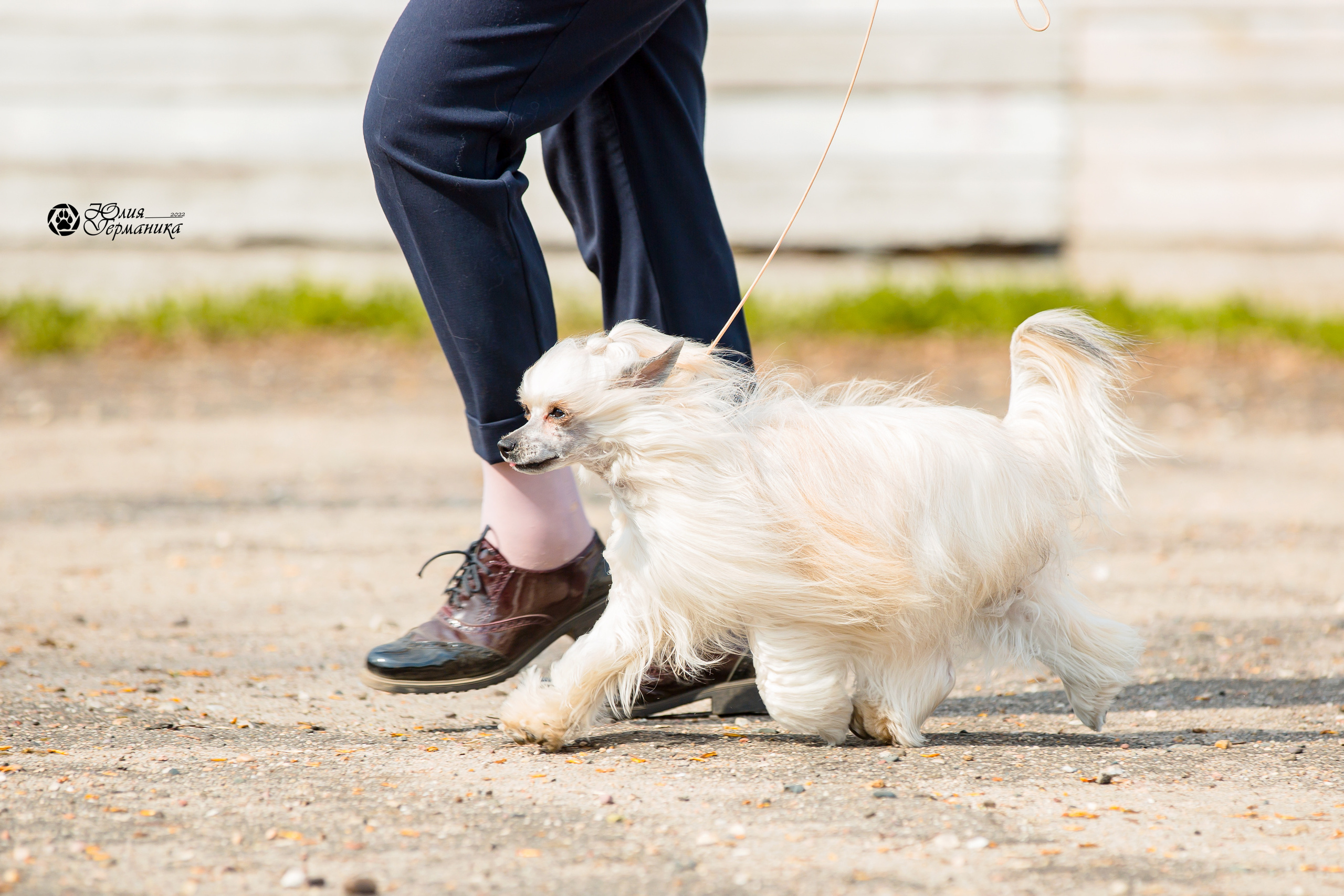 Александров 2хСАС 8 мая 2022. Фотограф-анималист Юлия Германика