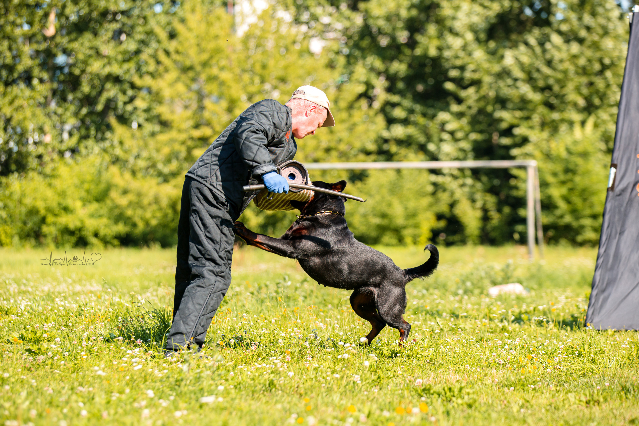 Санкт-Петербург моно ротвейлеров 23.07.2022. Фотограф-анималист Юлия Германика