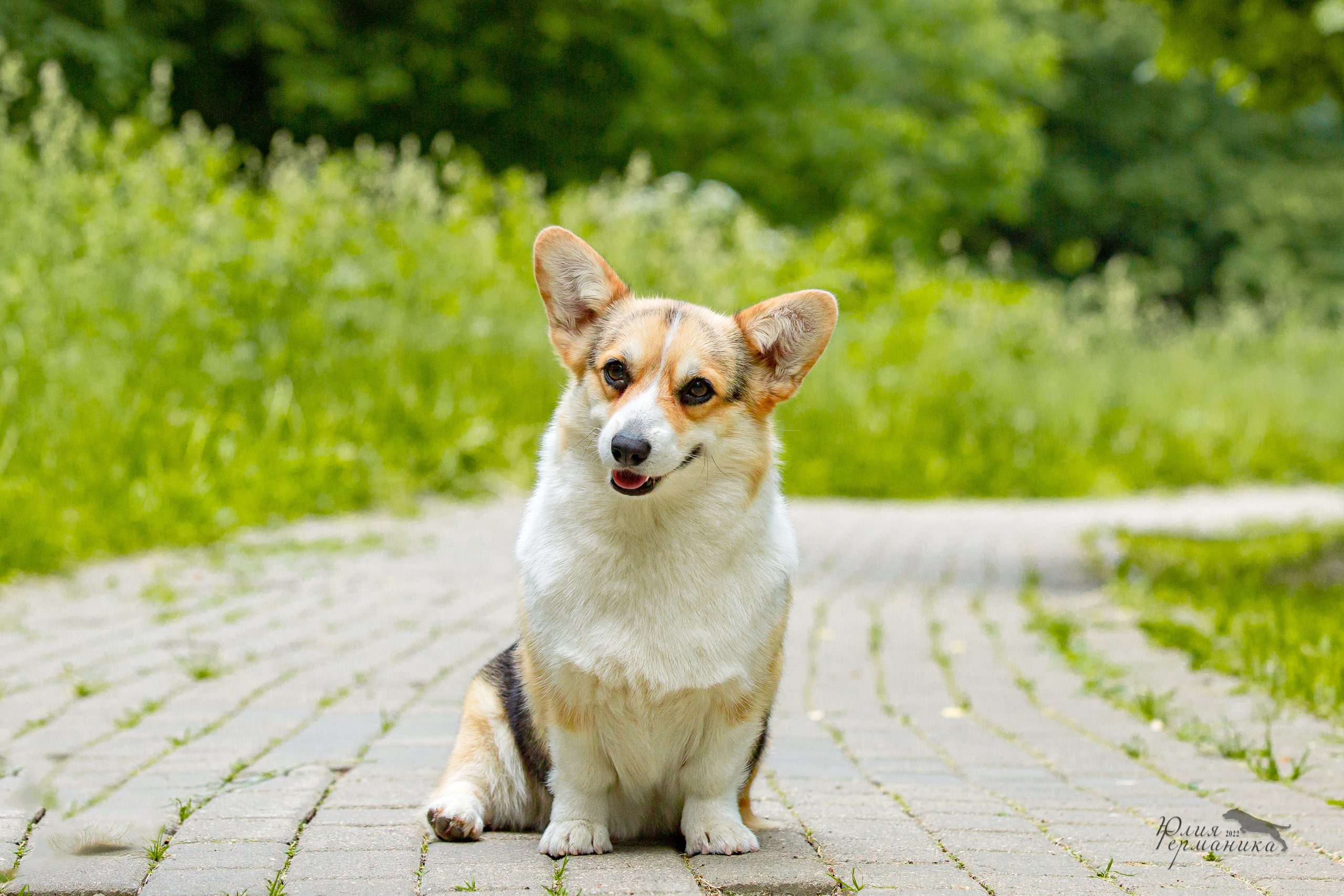Сергиев Посад 2хСАС 25.06.2022. Фотограф-анималист Юлия Германика