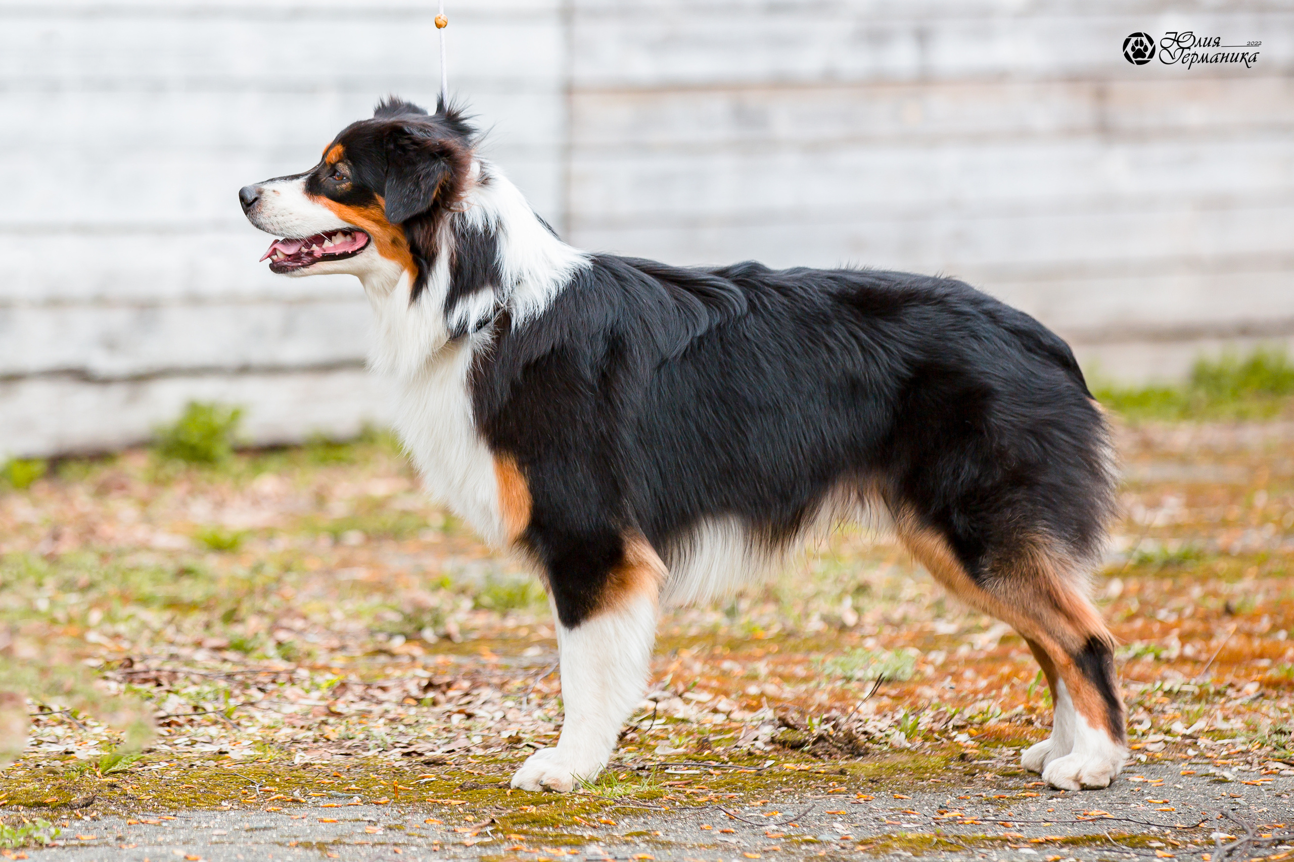 Александров 2хСАС 8 мая 2022. Фотограф-анималист Юлия Германика