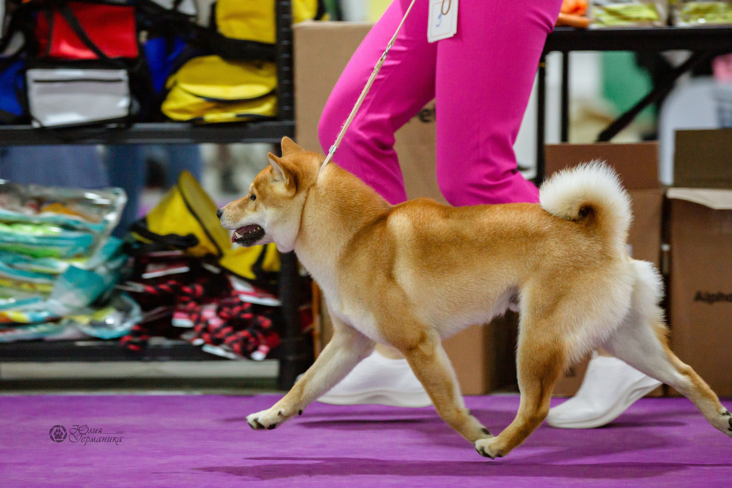 Чайна-Таун 16-17 апреля 2022. Фотограф-анималист Юлия Германика