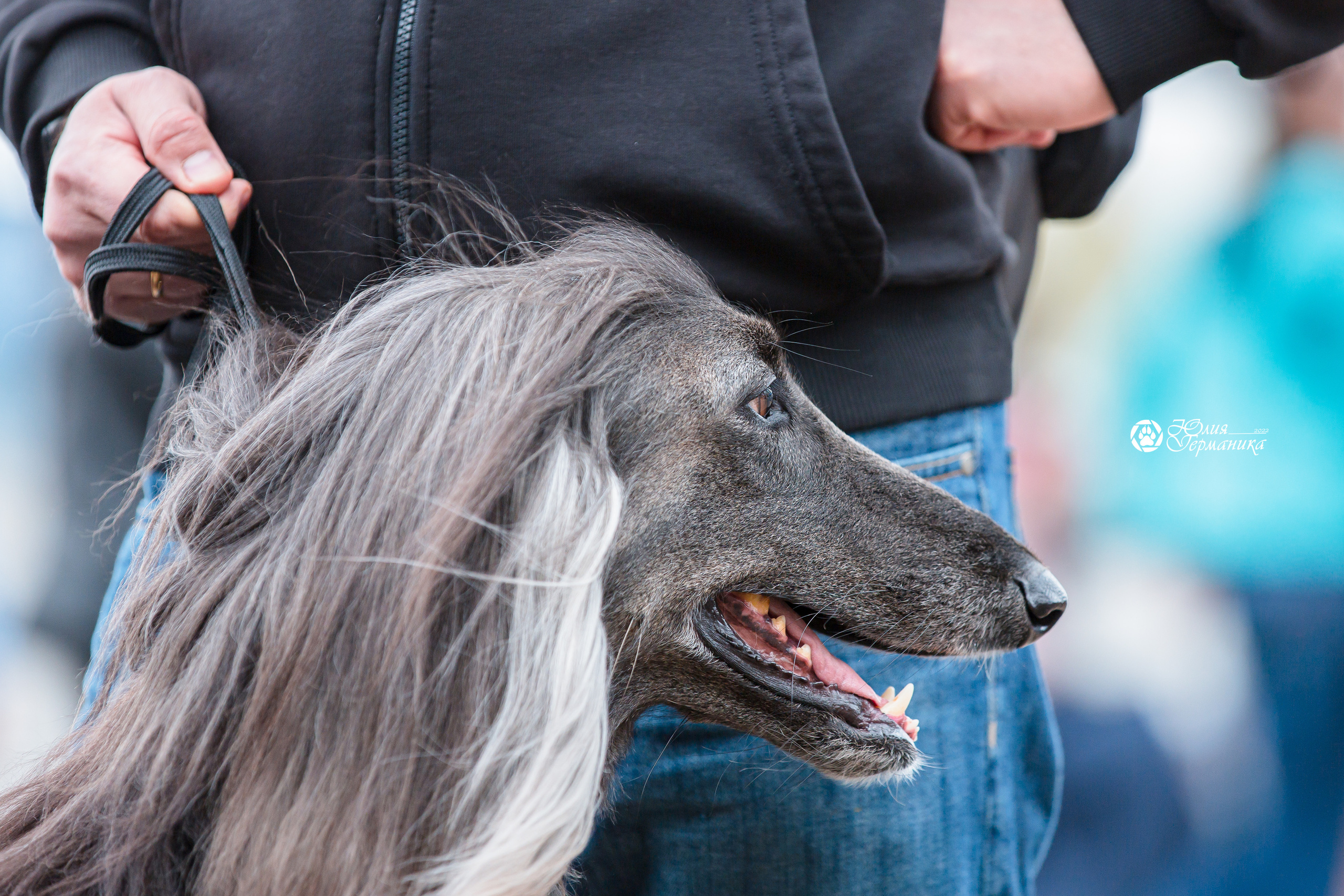 Александров 2хСАС 8 мая 2022. Фотограф-анималист Юлия Германика