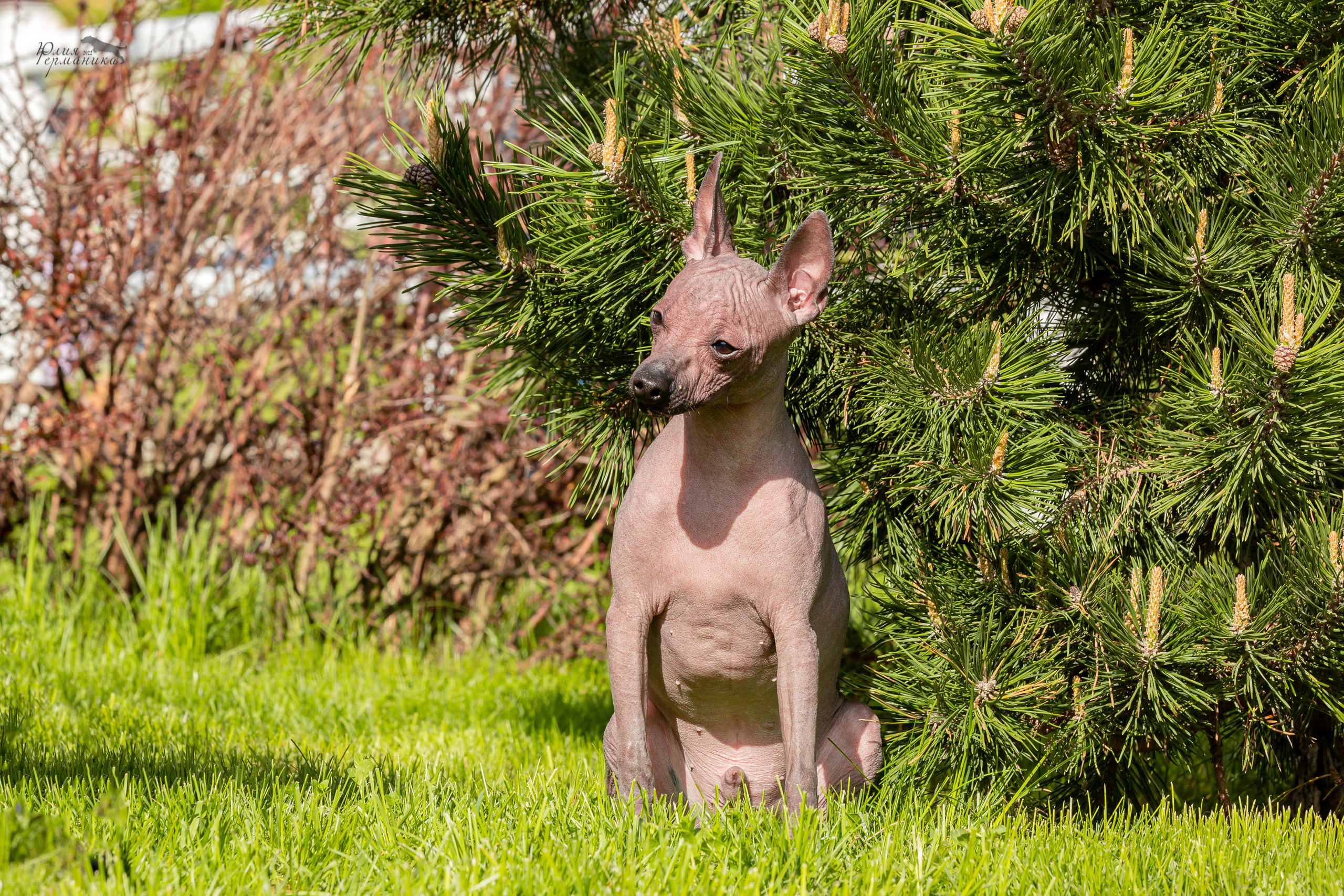 Евразия 21-22 мая 2022. Фотограф-анималист Юлия Германика