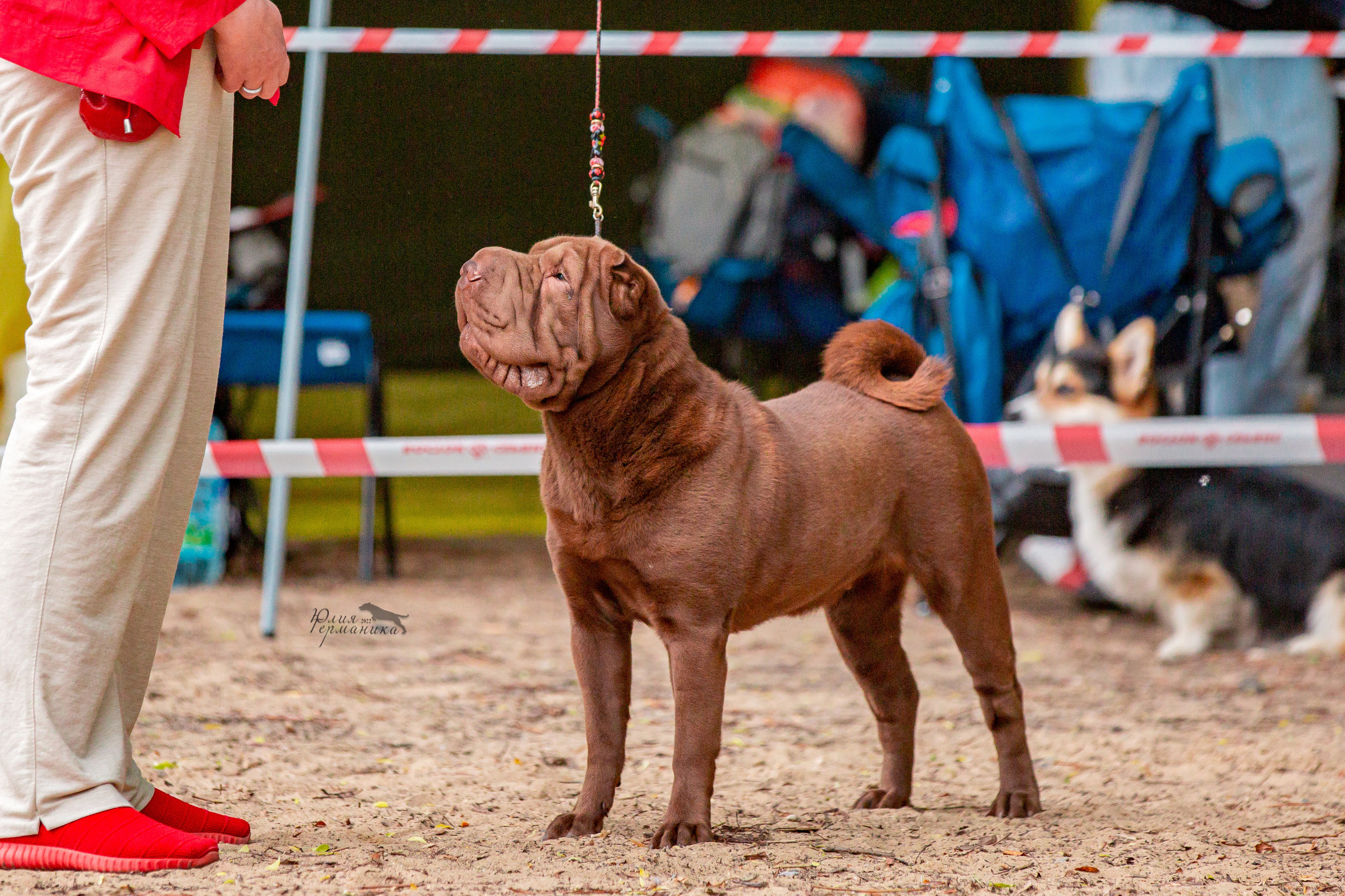 Смоленск 12.06,   Ховрино 13.06,    Питер 18.06 2022. Фотограф-анималист Юлия Германика