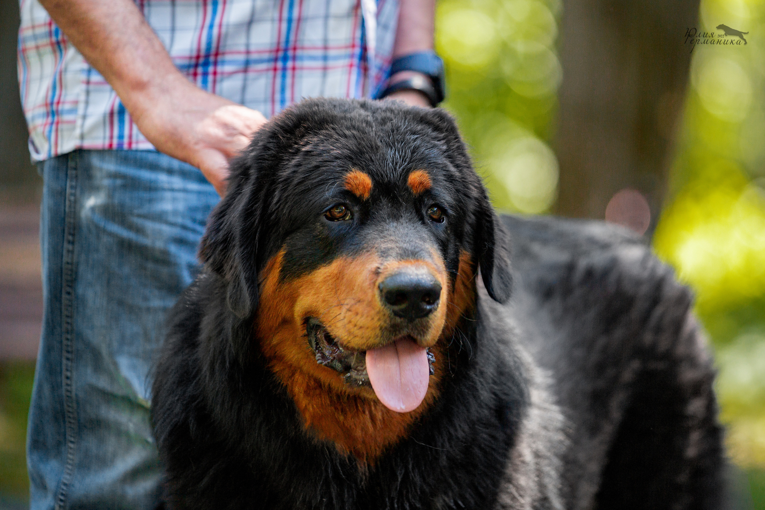 Сергиев Посад 2хСАС 25.06.2022. Фотограф-анималист Юлия Германика